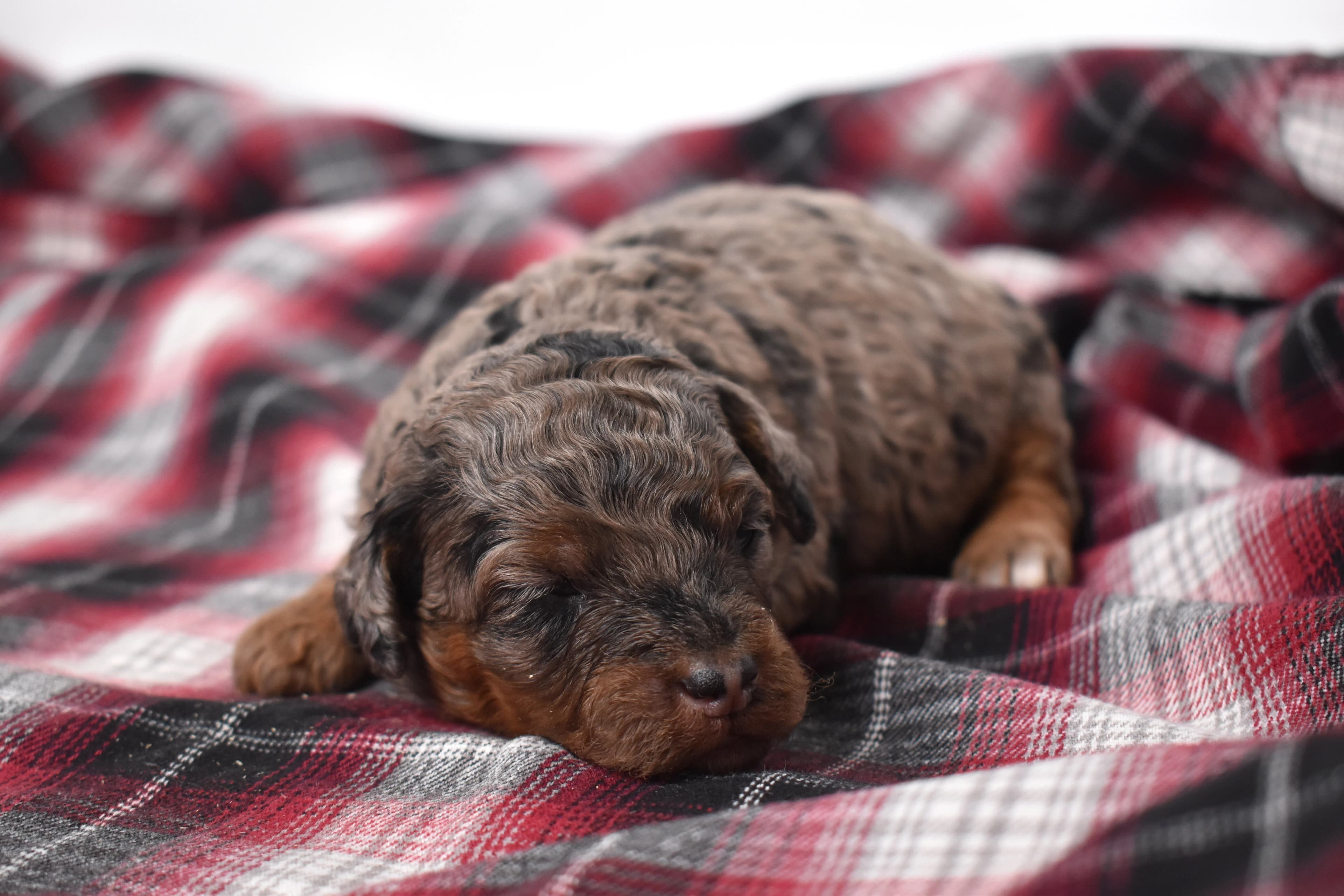 Marnie, Mini Bernedoodle puppy — photo 10