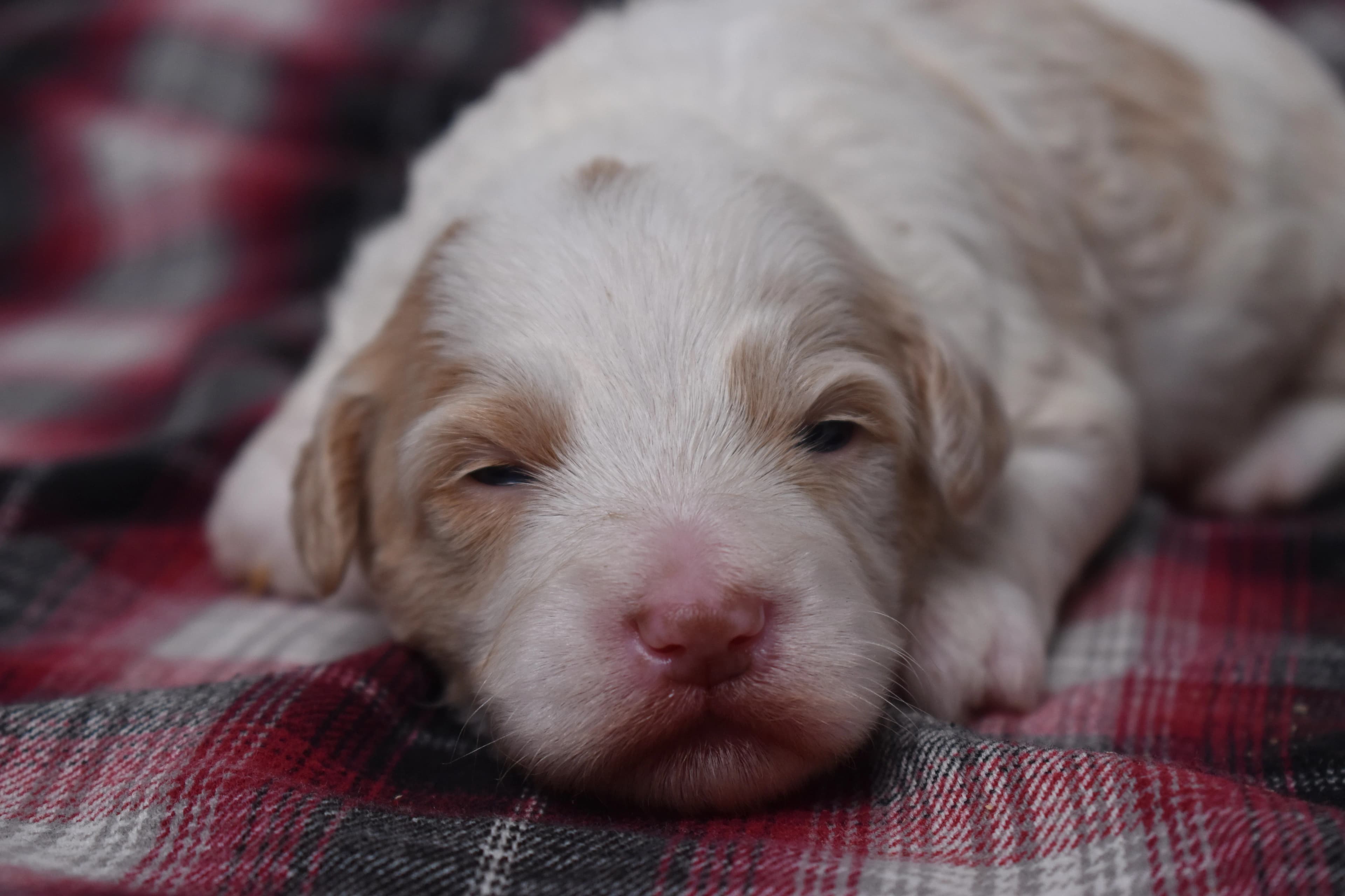 Mercer, Mini Bernedoodle puppy — photo 1