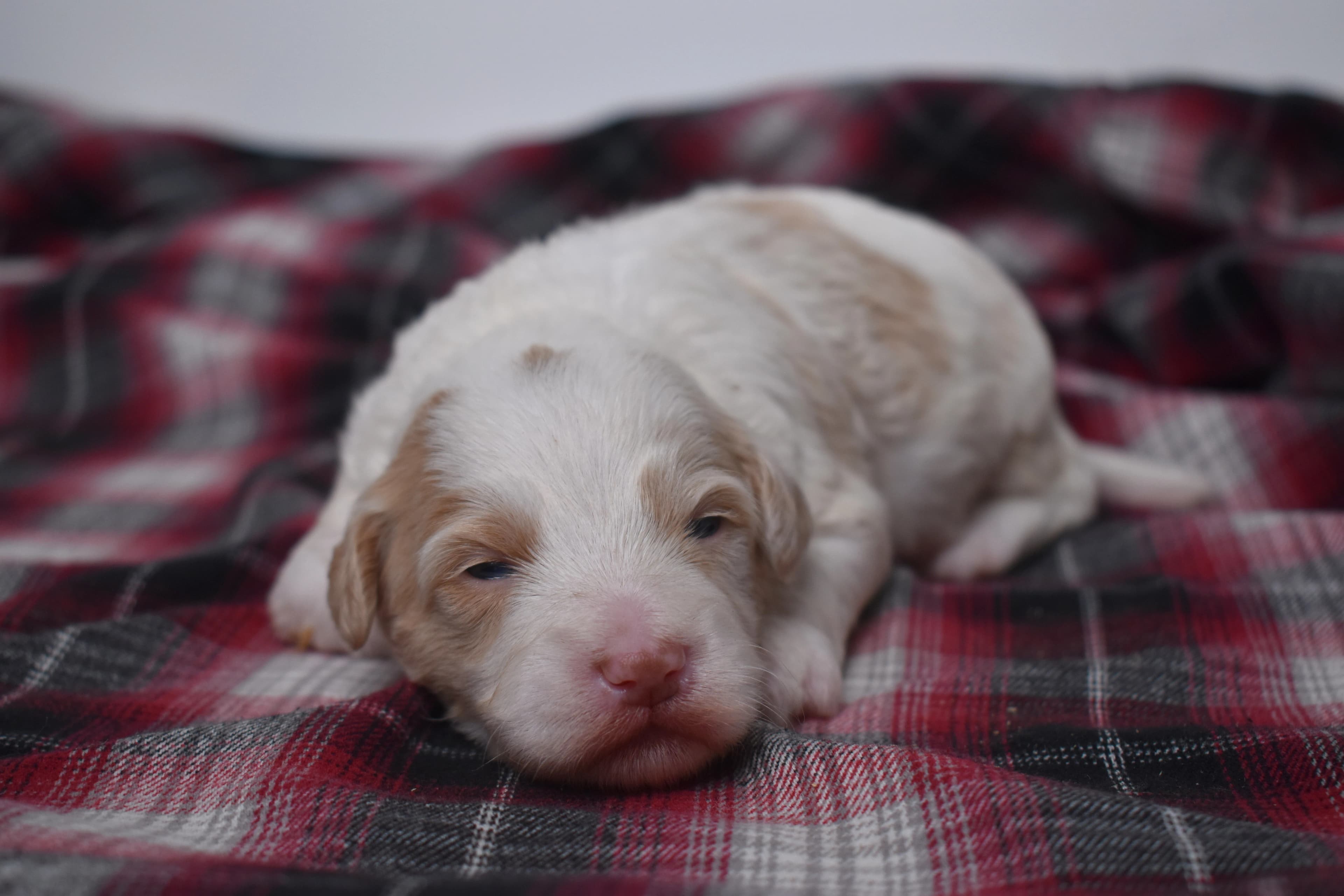 Mercer, Mini Bernedoodle puppy — photo 2