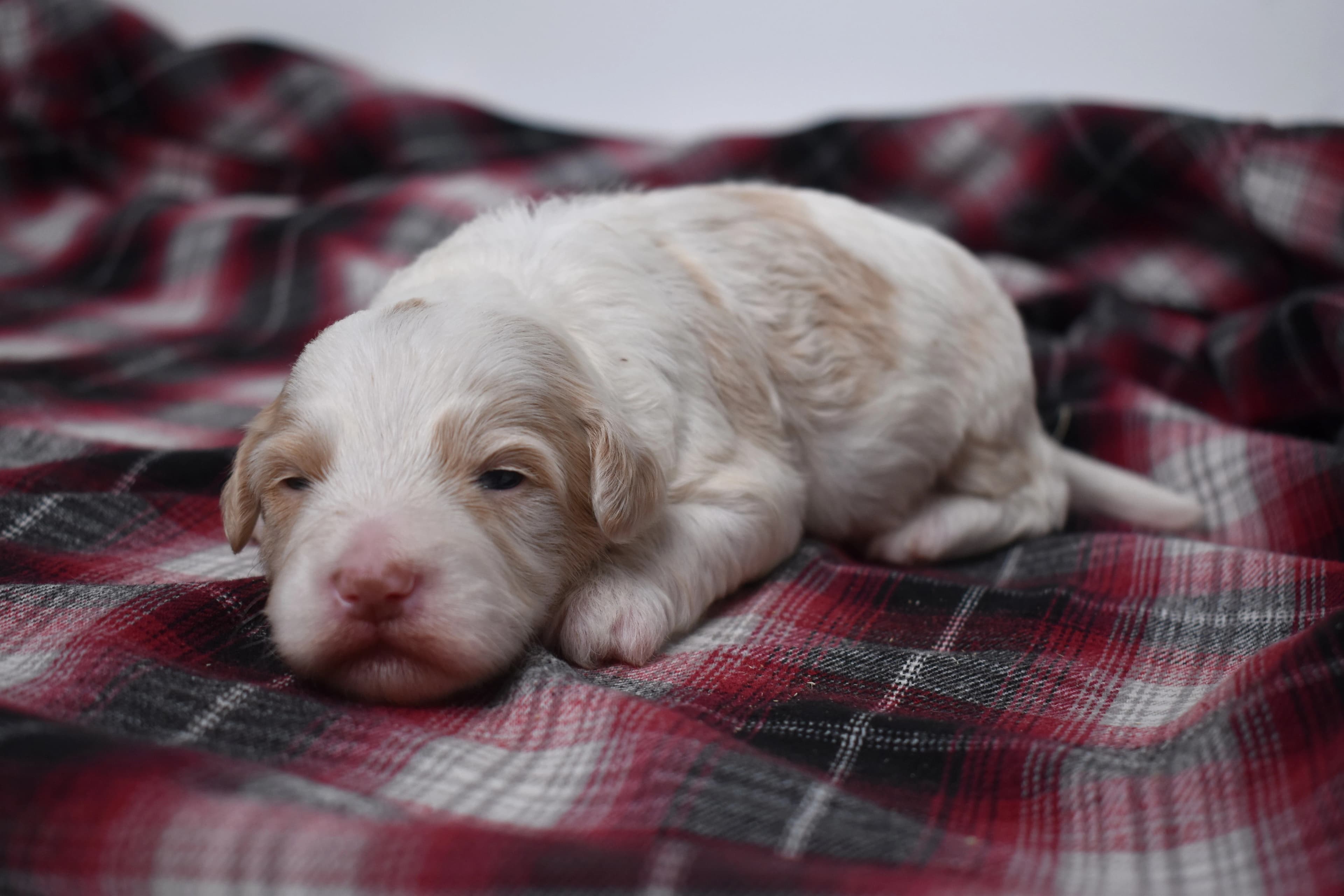 Mercer, Mini Bernedoodle puppy — photo 3