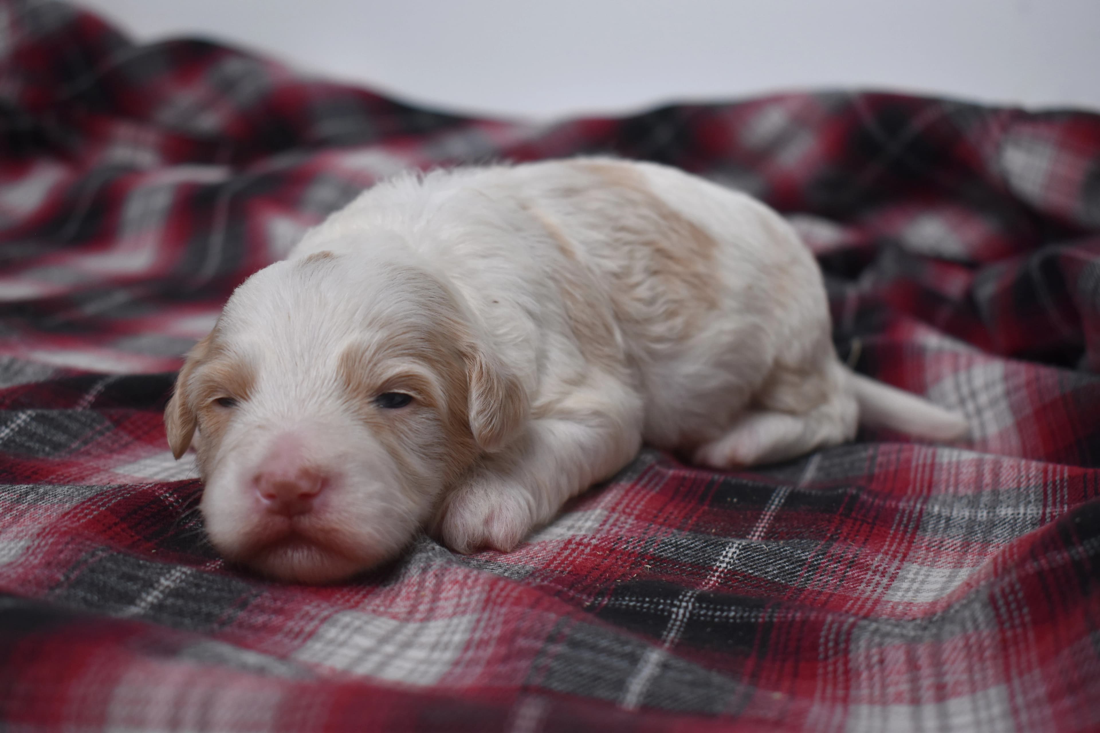 Mercer, Mini Bernedoodle puppy — photo 4