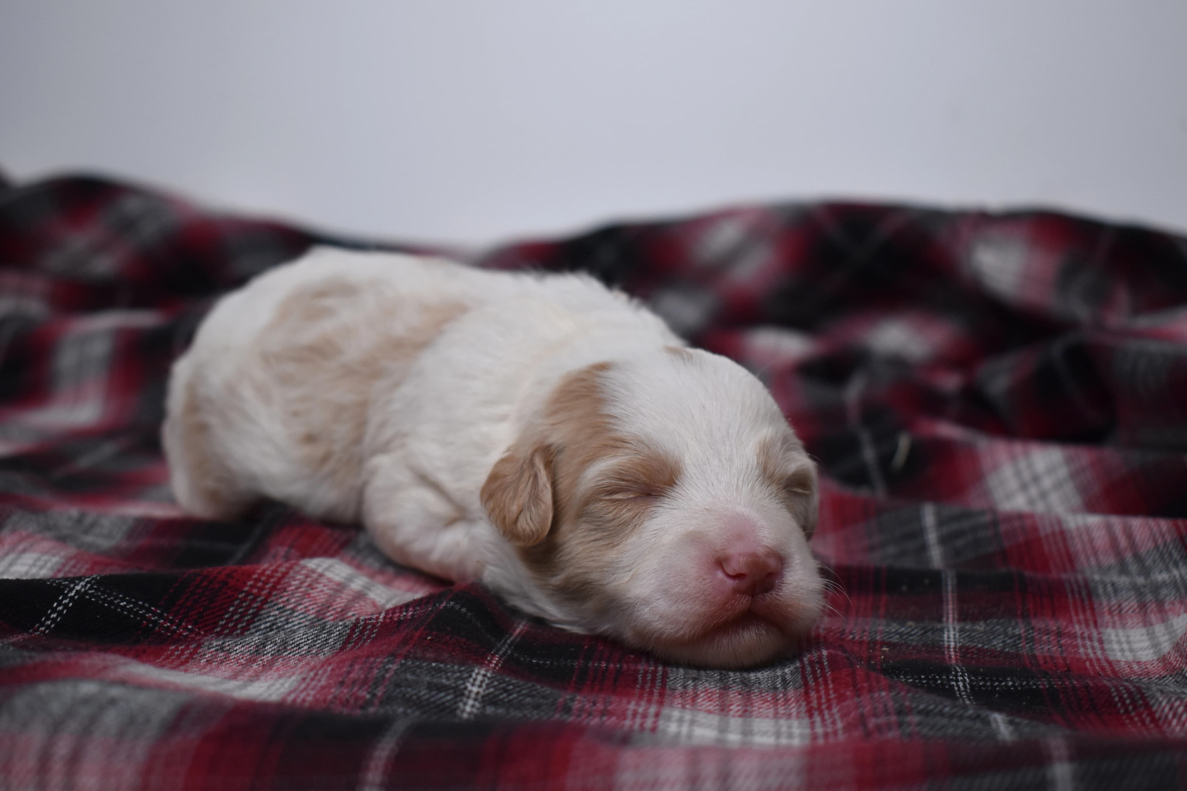 Mercer, Mini Bernedoodle puppy — photo 5