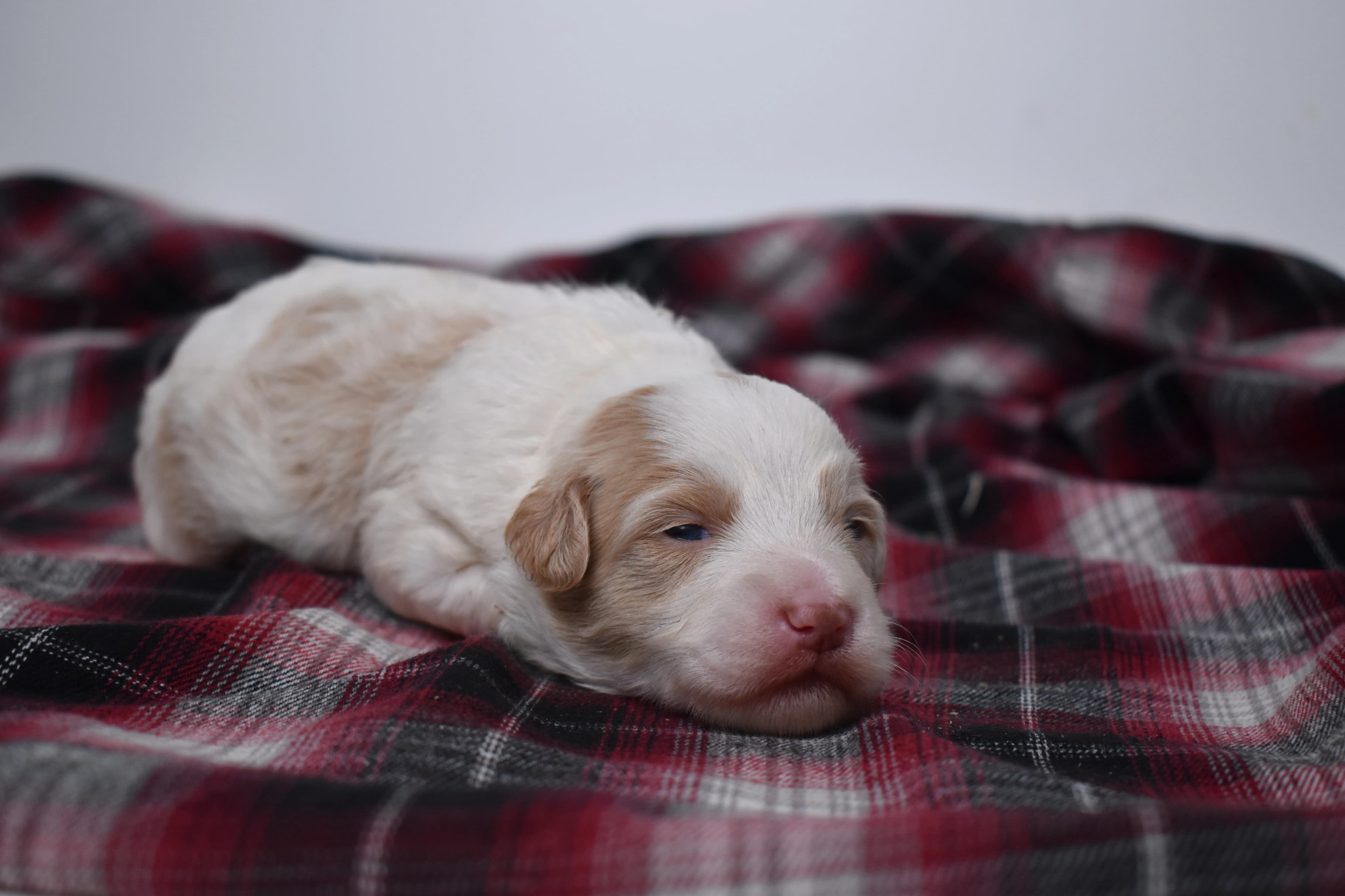Mercer, Mini Bernedoodle puppy — photo 6