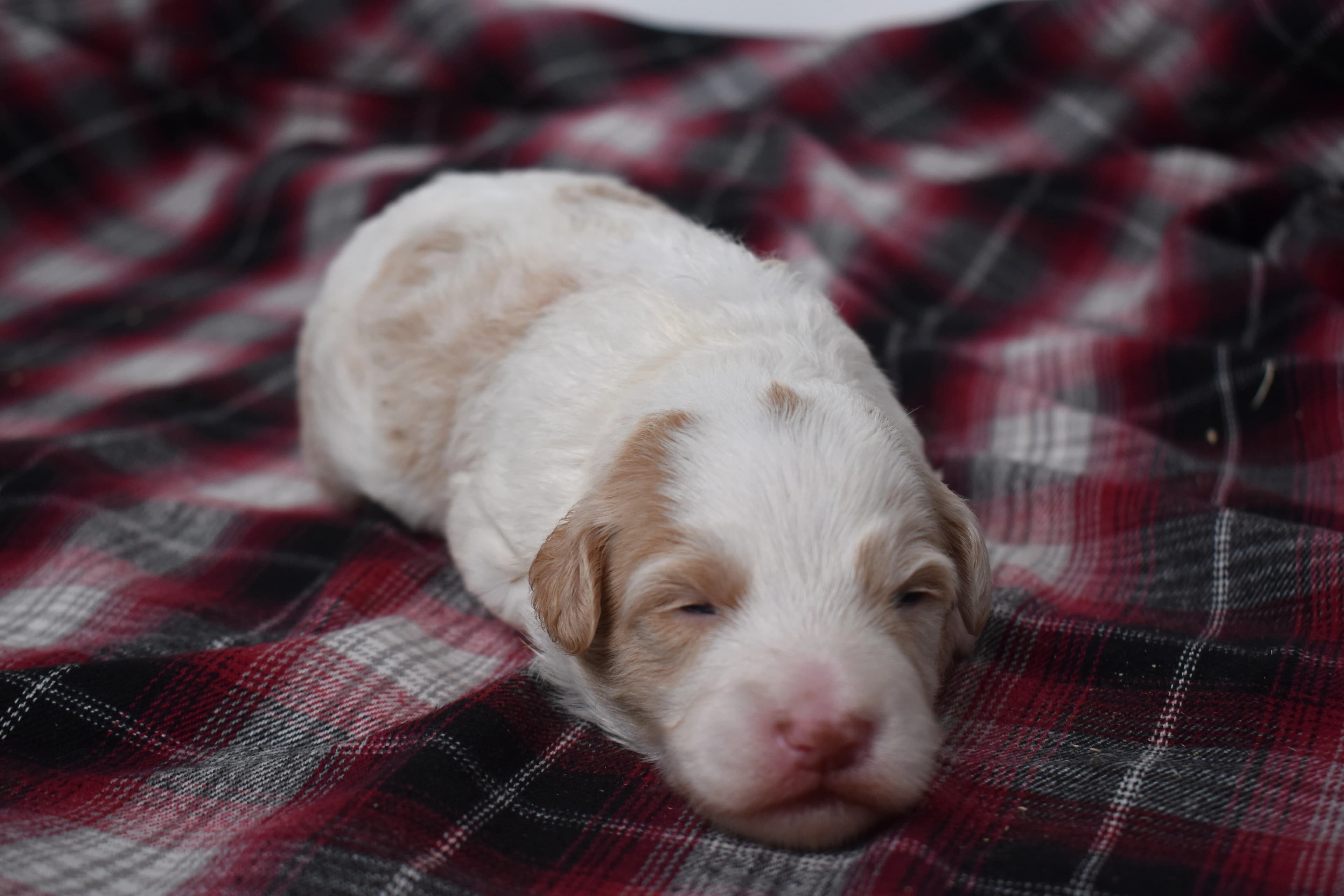 Mercer, Mini Bernedoodle puppy — photo 7