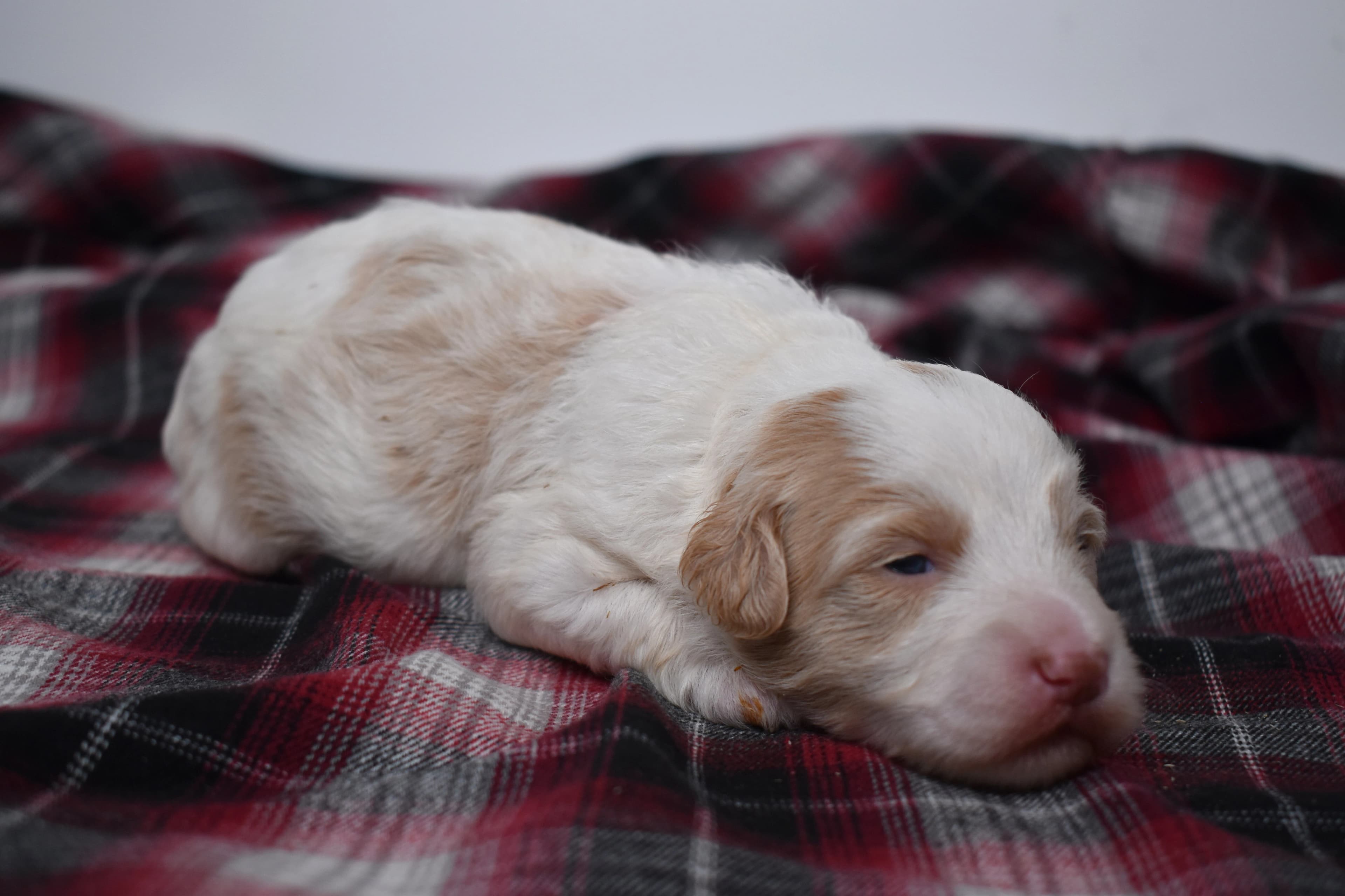 Mercer, Mini Bernedoodle puppy — photo 8