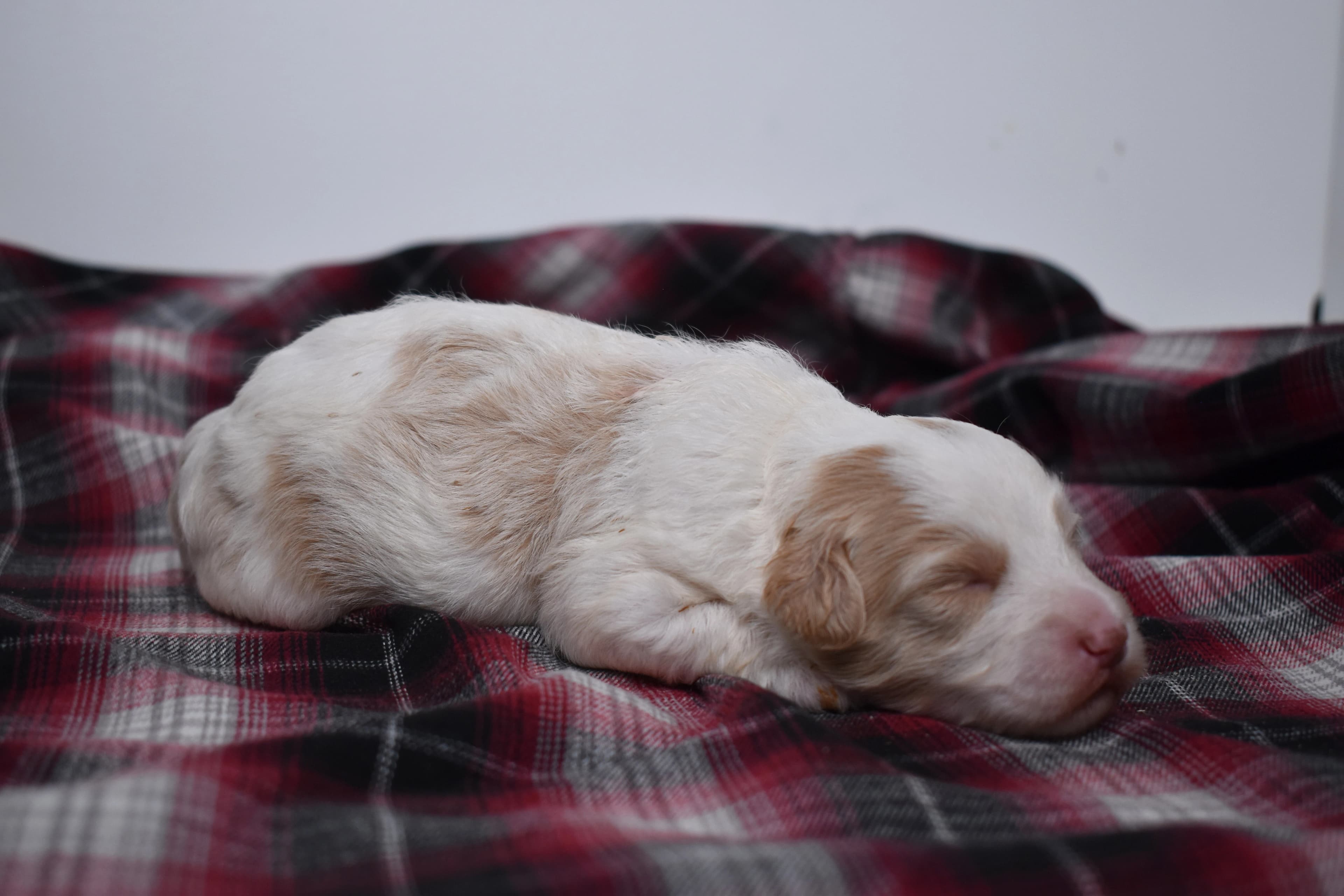 Mercer, Mini Bernedoodle puppy — photo 9