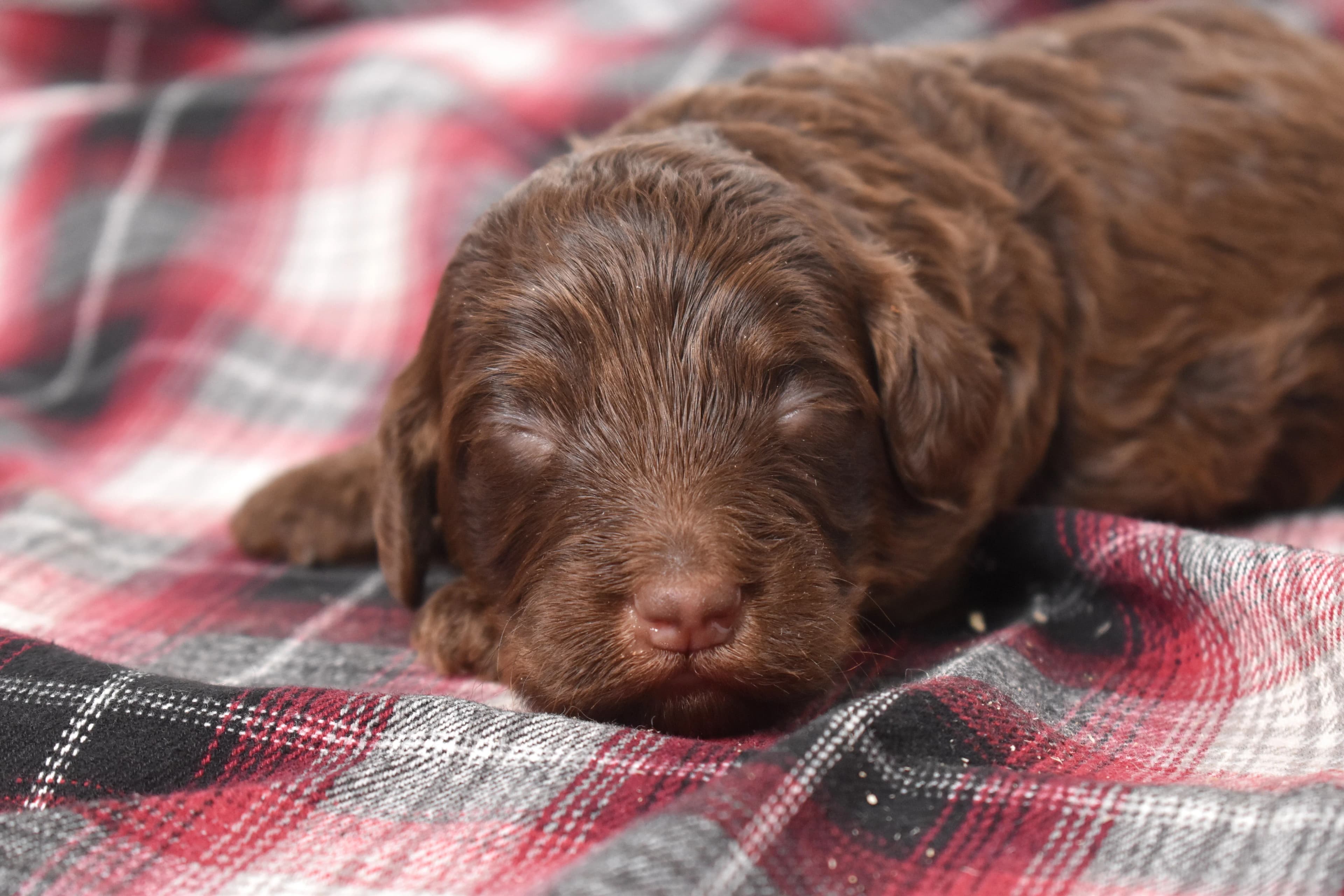 Mini Bernedoodle puppy