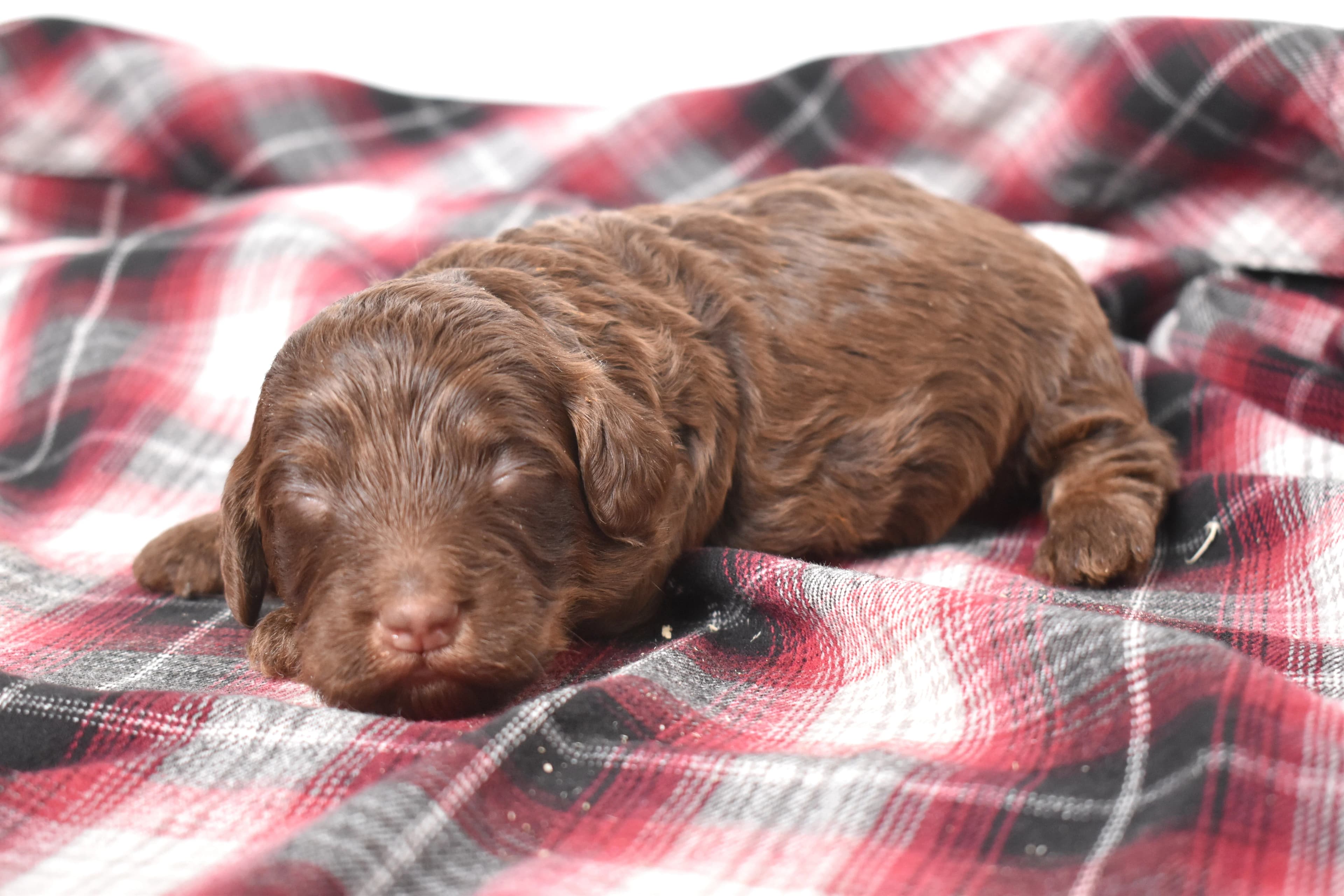 Moxie, Mini Bernedoodle puppy — photo 2