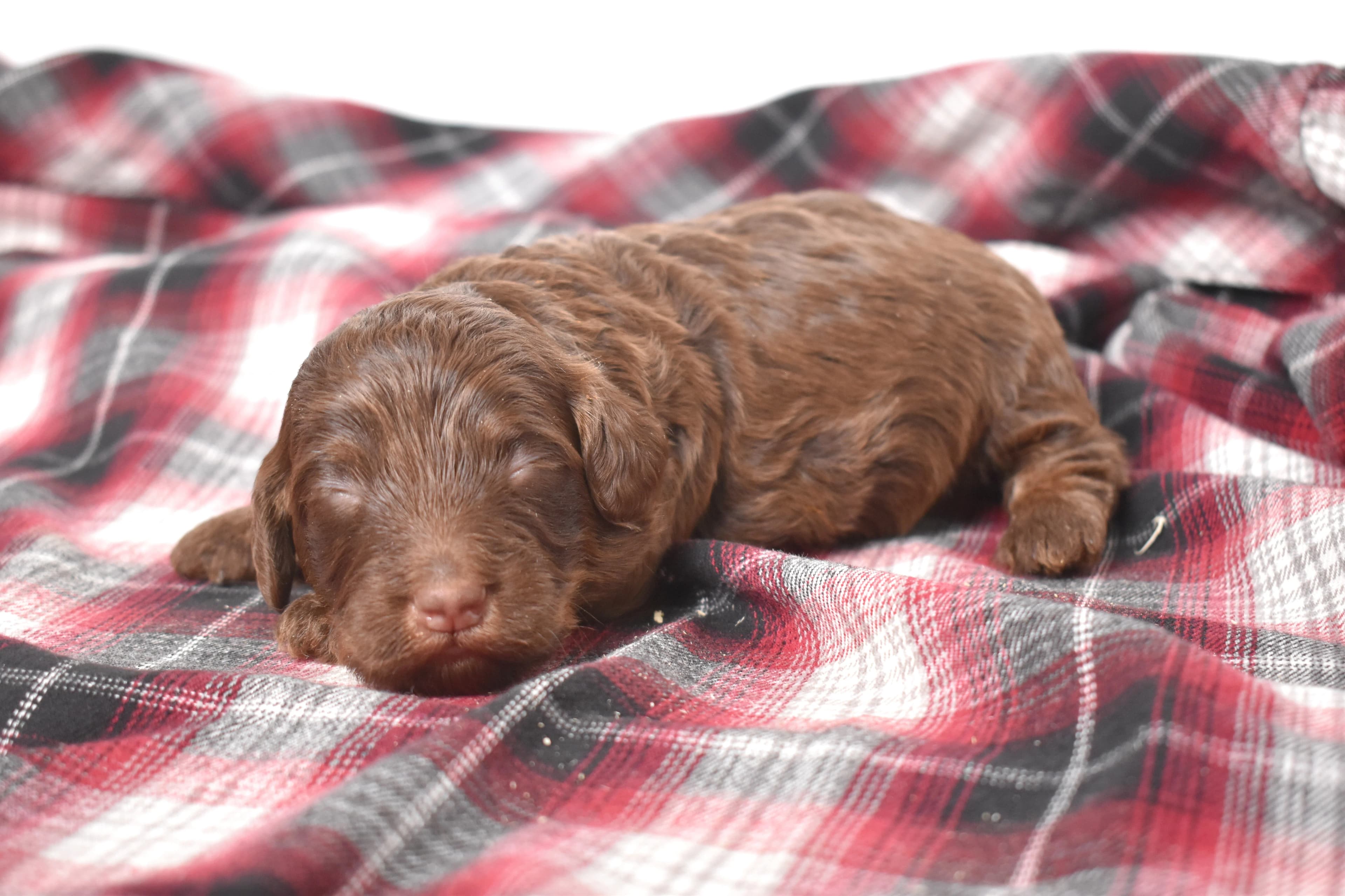 Moxie, Mini Bernedoodle puppy — photo 3