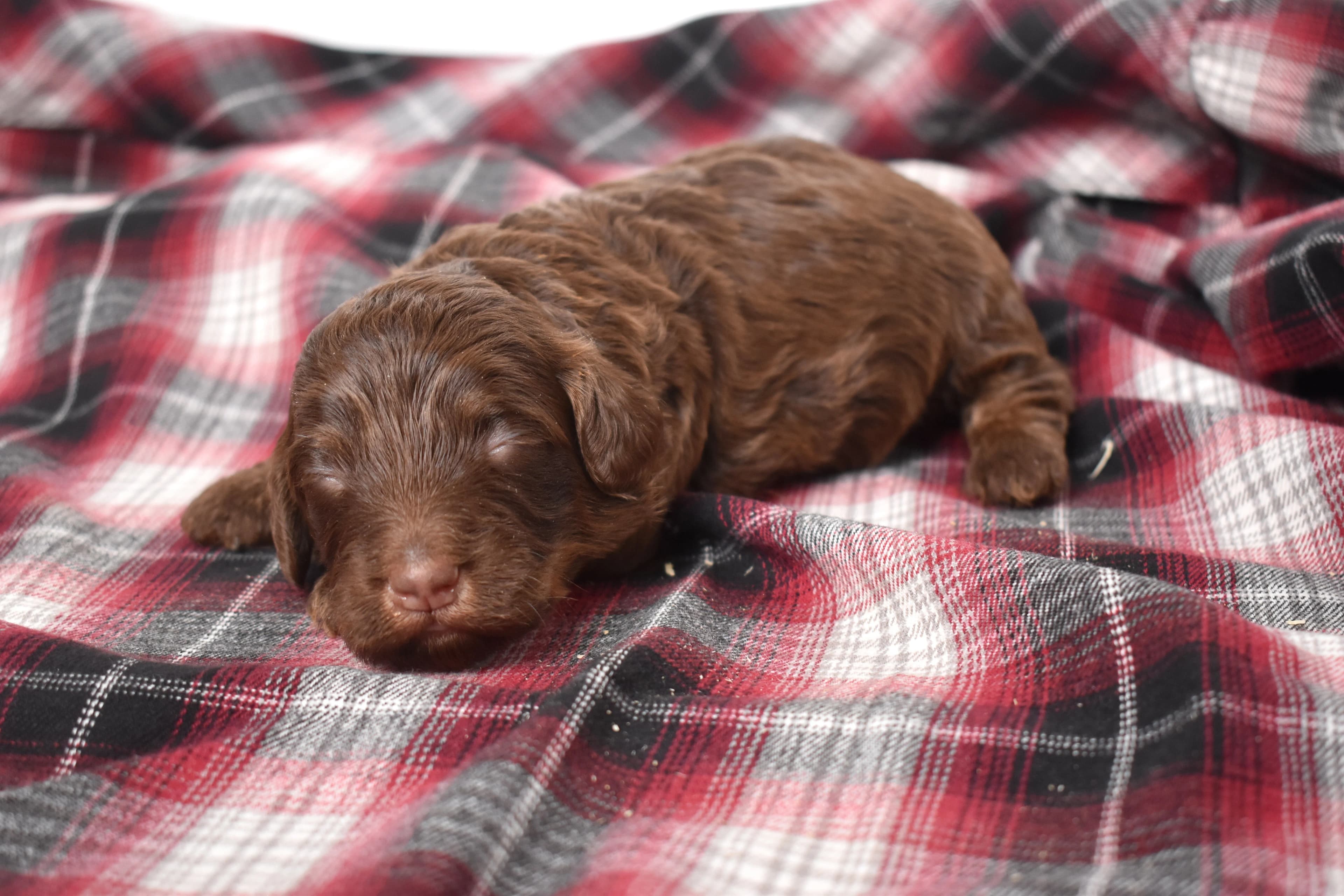 Moxie, Mini Bernedoodle puppy — photo 4