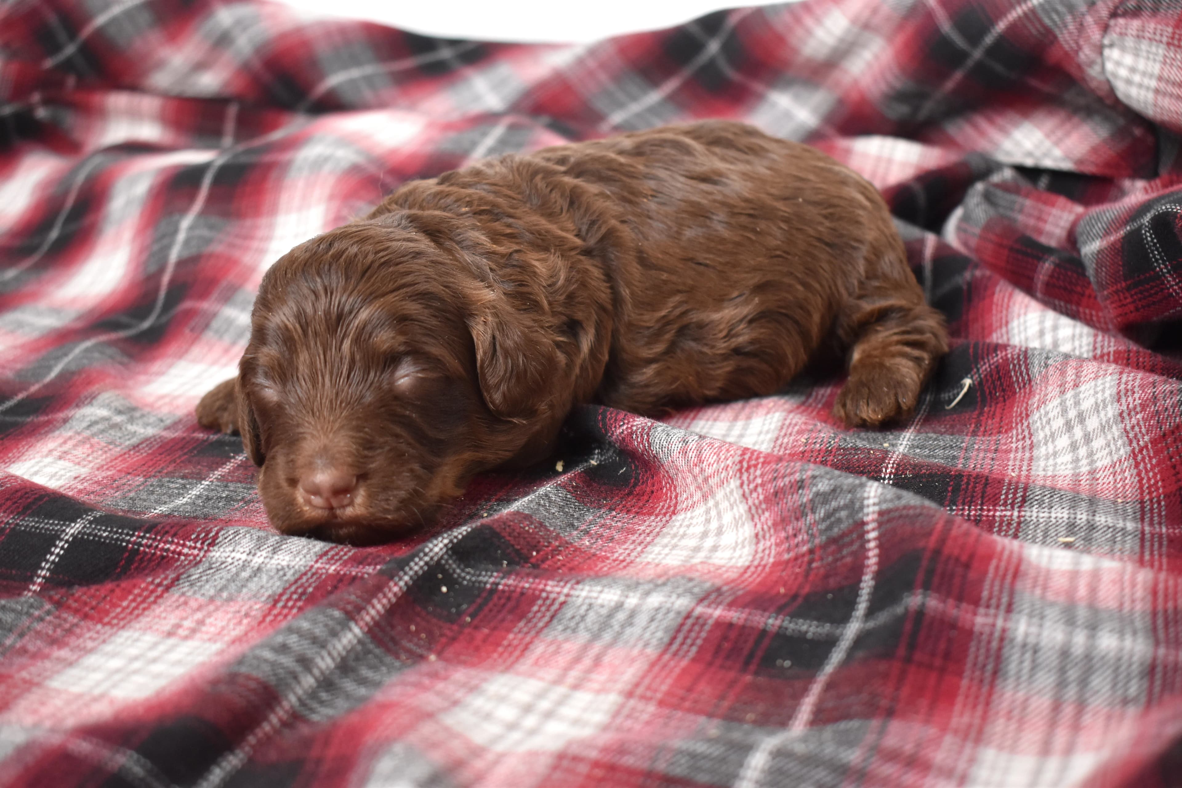 Moxie, Mini Bernedoodle puppy — photo 5
