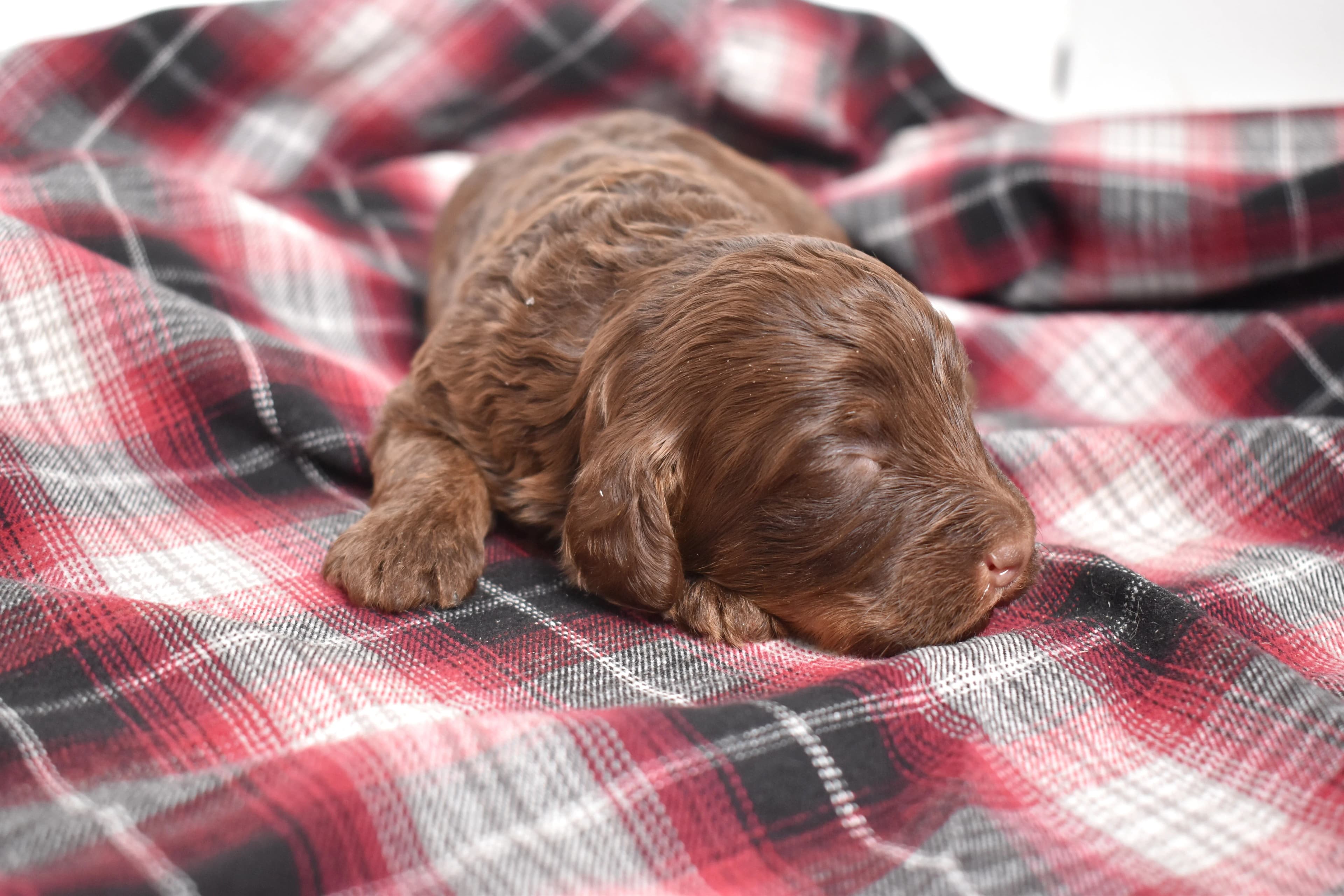 Moxie, Mini Bernedoodle puppy — photo 6
