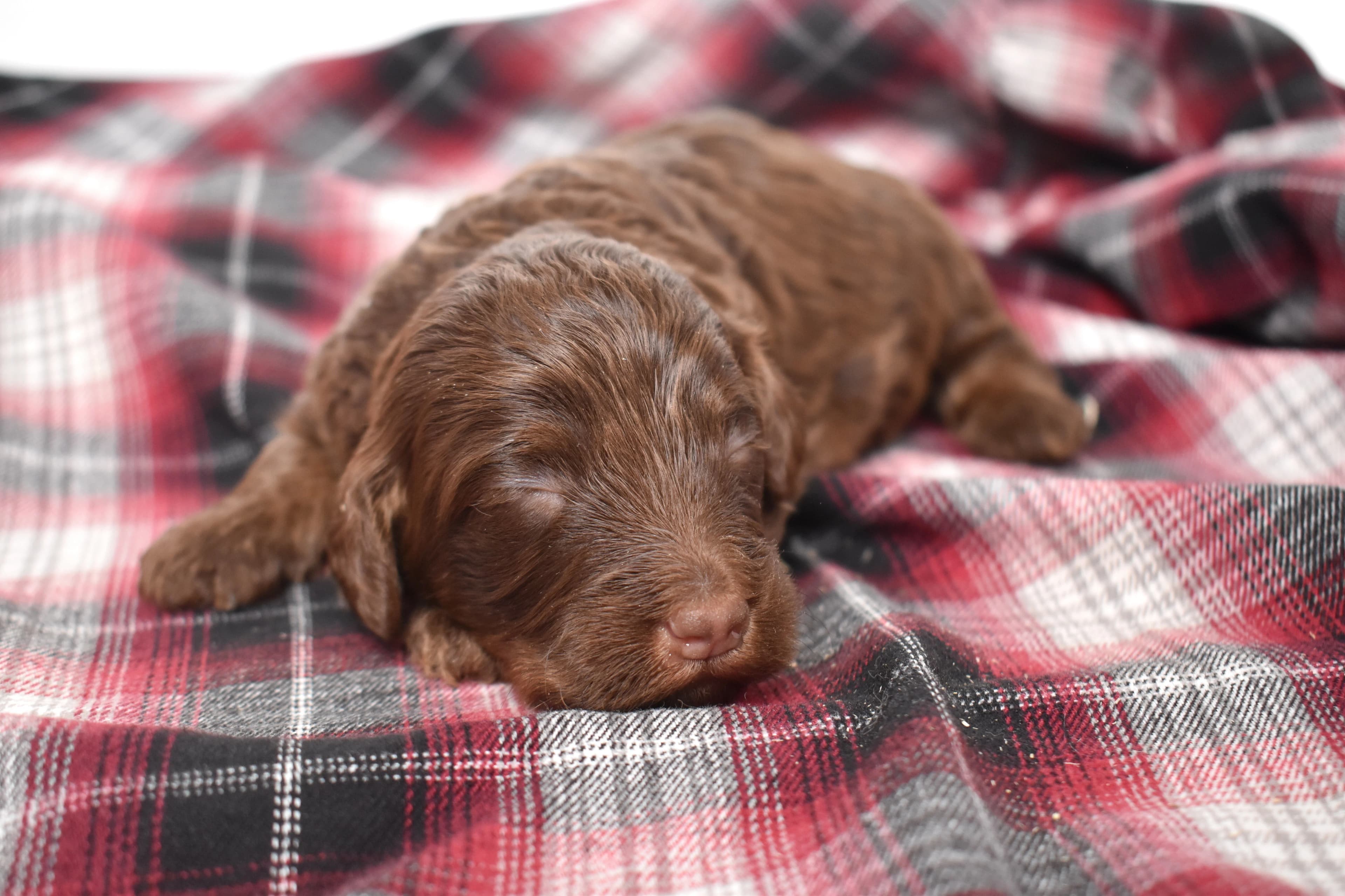 Moxie, Mini Bernedoodle puppy — photo 7