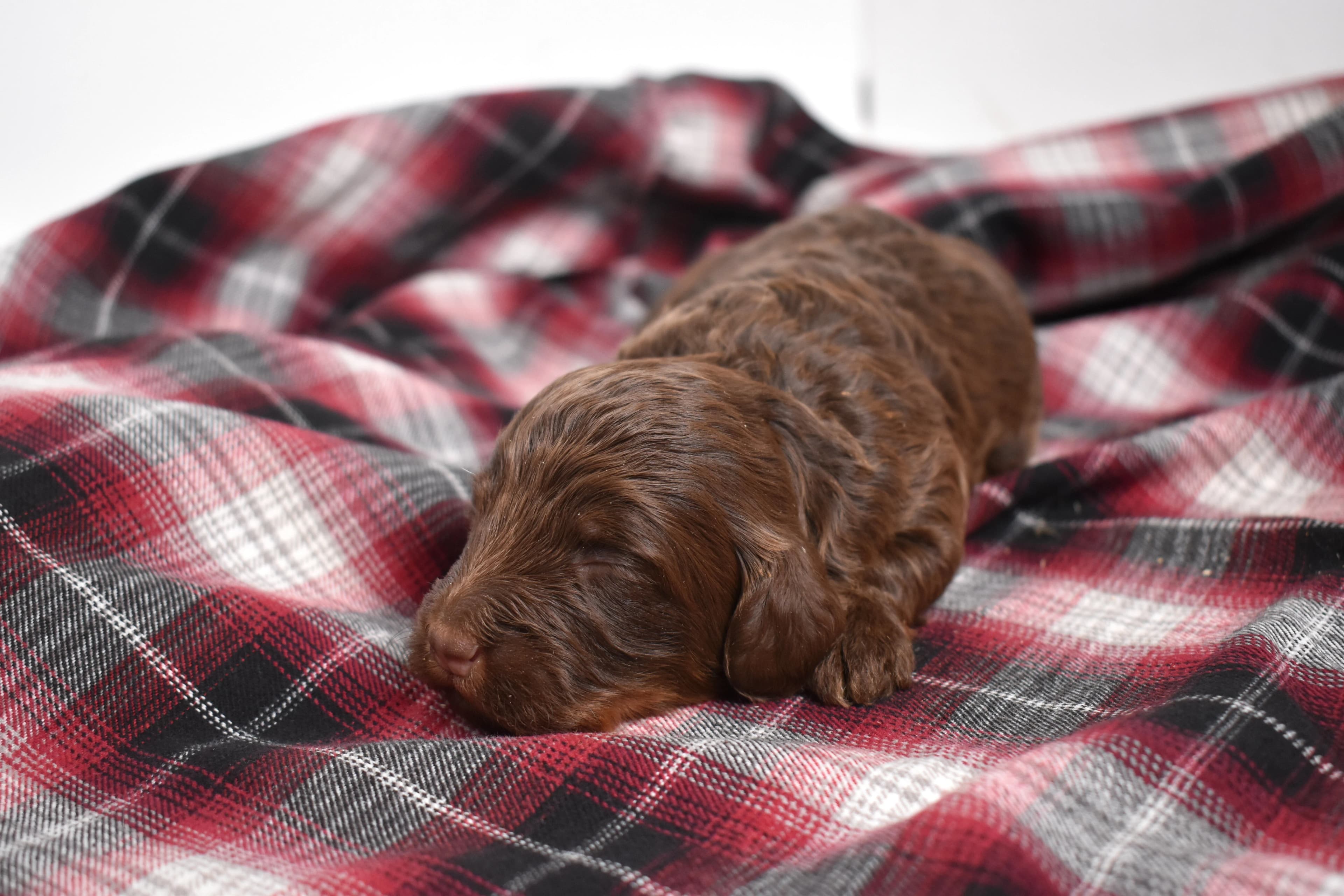 Moxie, Mini Bernedoodle puppy — photo 8