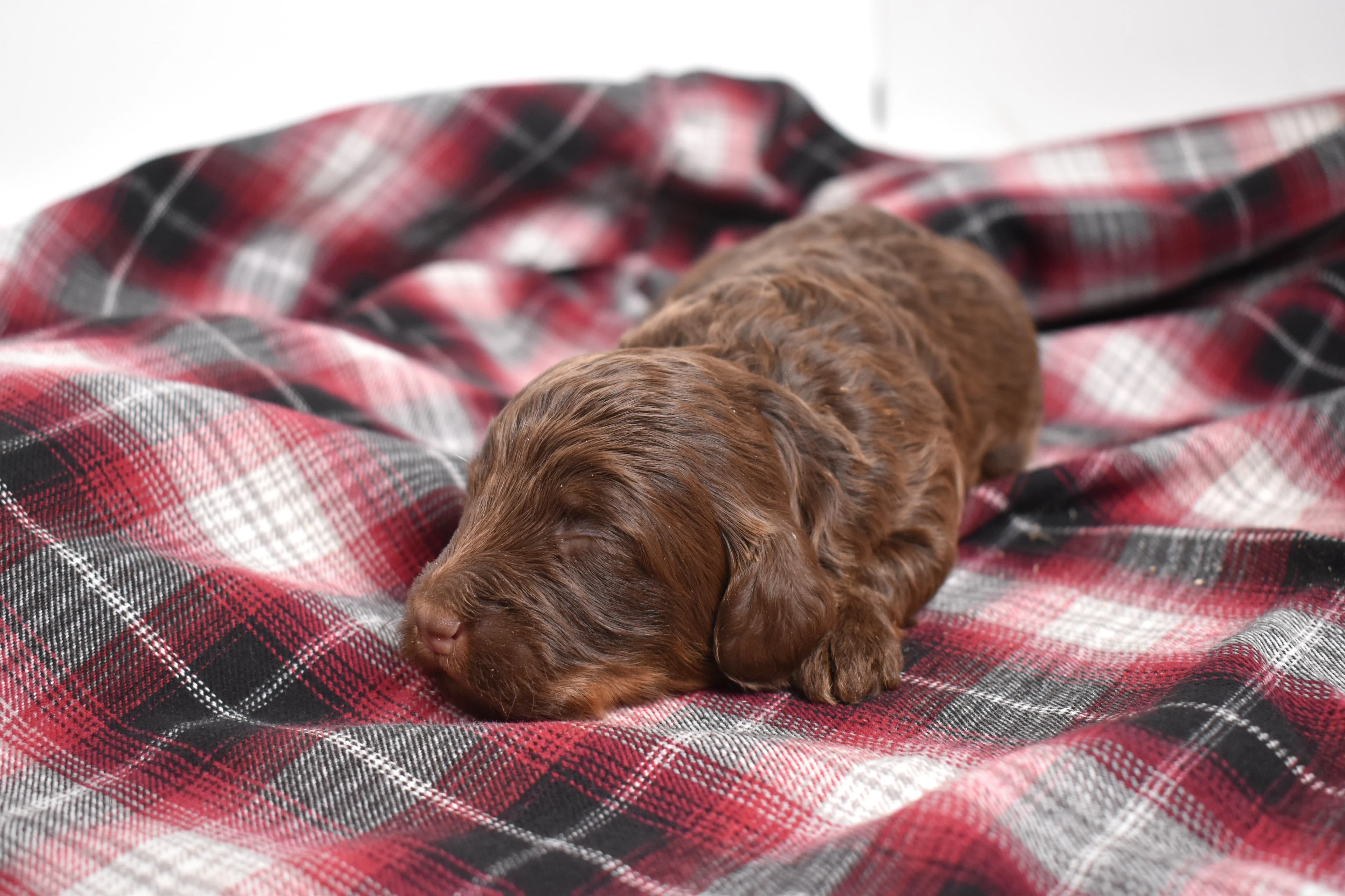 Moxie, Mini Bernedoodle puppy — photo 9