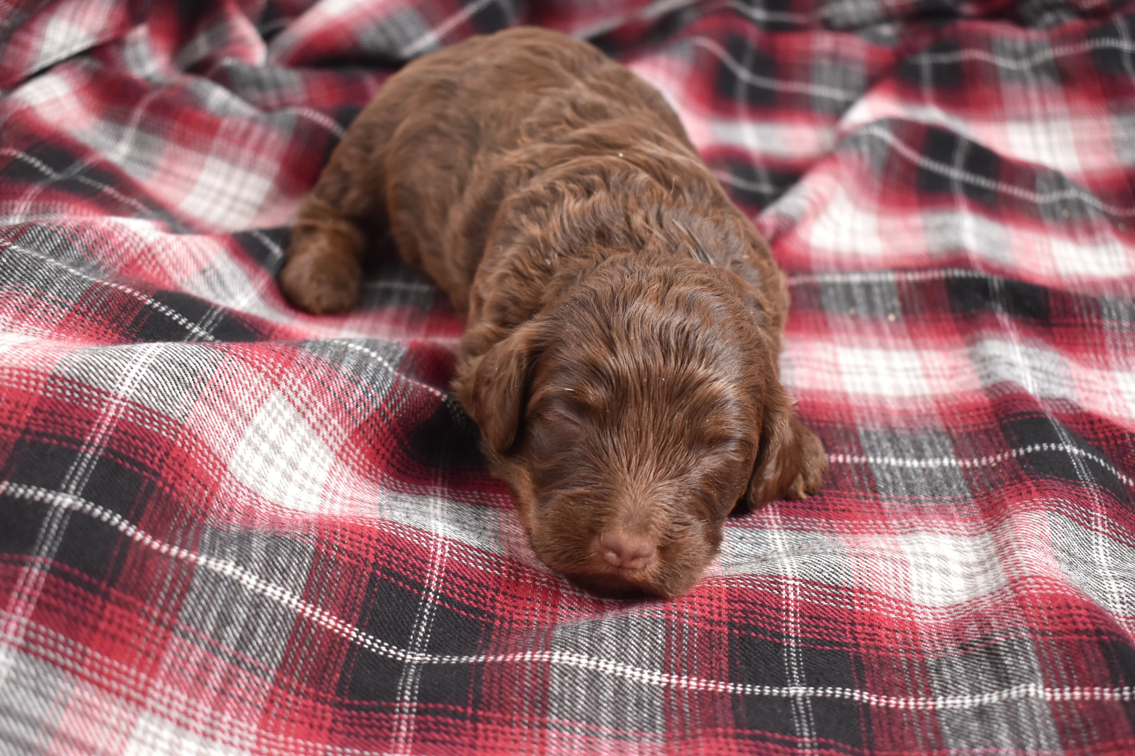 Moxie, Mini Bernedoodle puppy — photo 10
