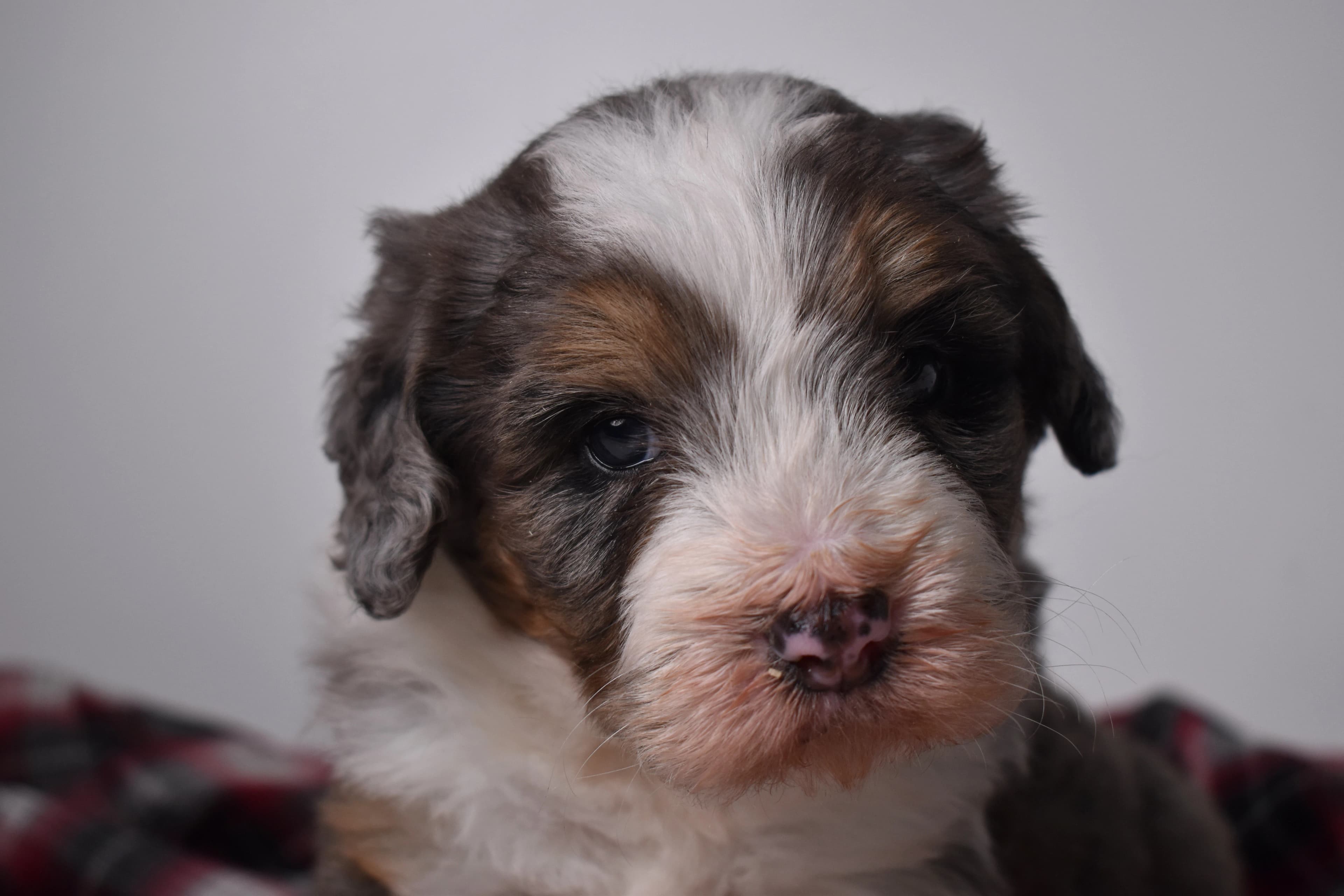 Oscar, Mini Bernedoodle puppy — photo 2