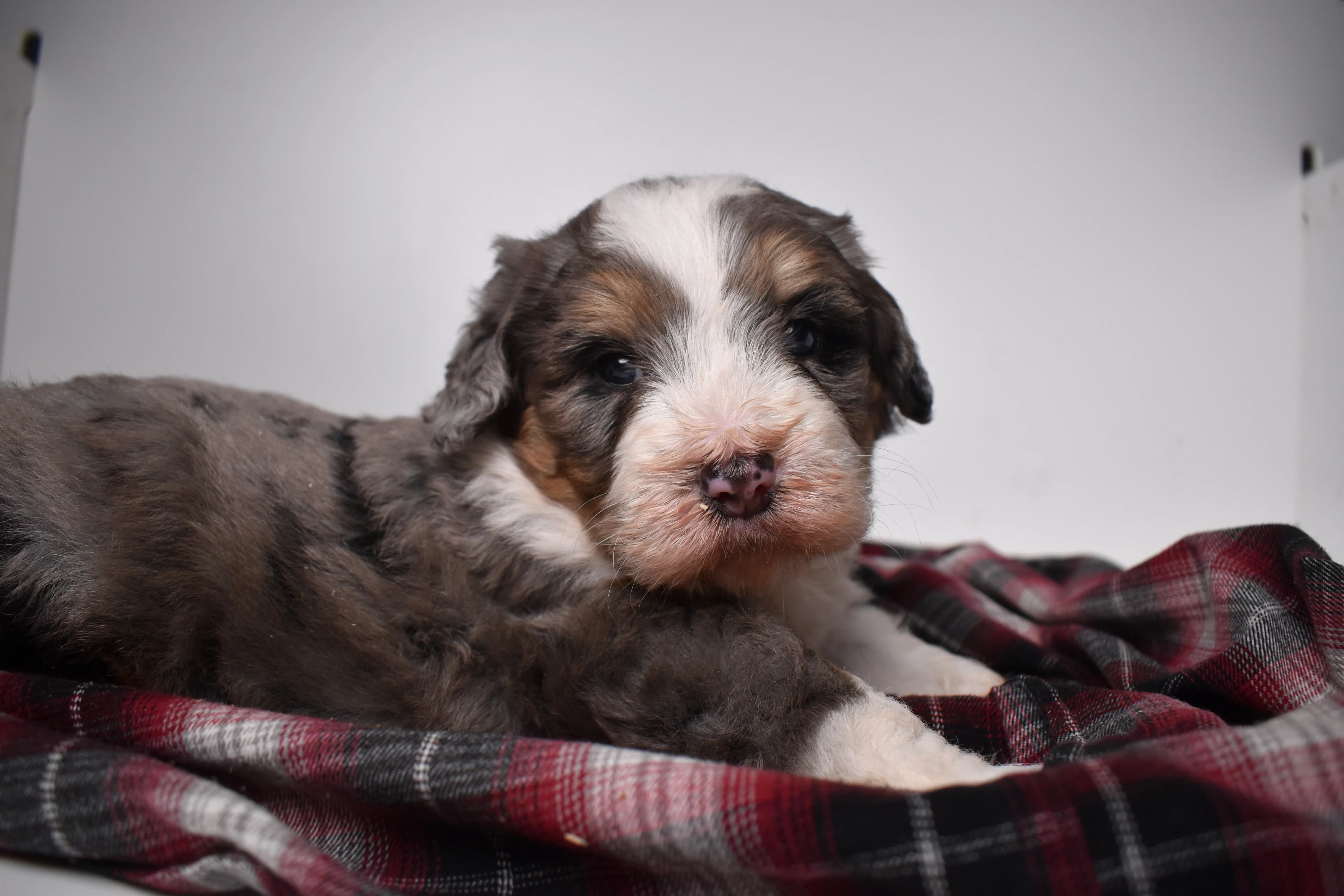 Oscar, Mini Bernedoodle puppy — photo 3