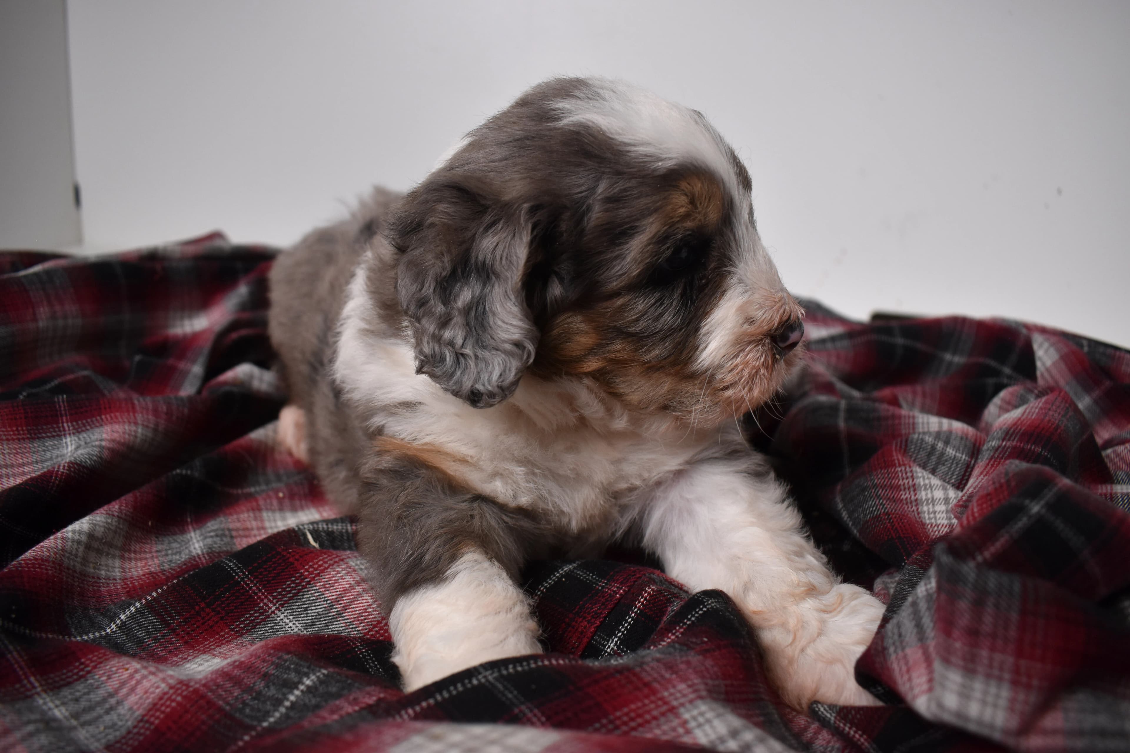 Oscar, Mini Bernedoodle puppy — photo 4