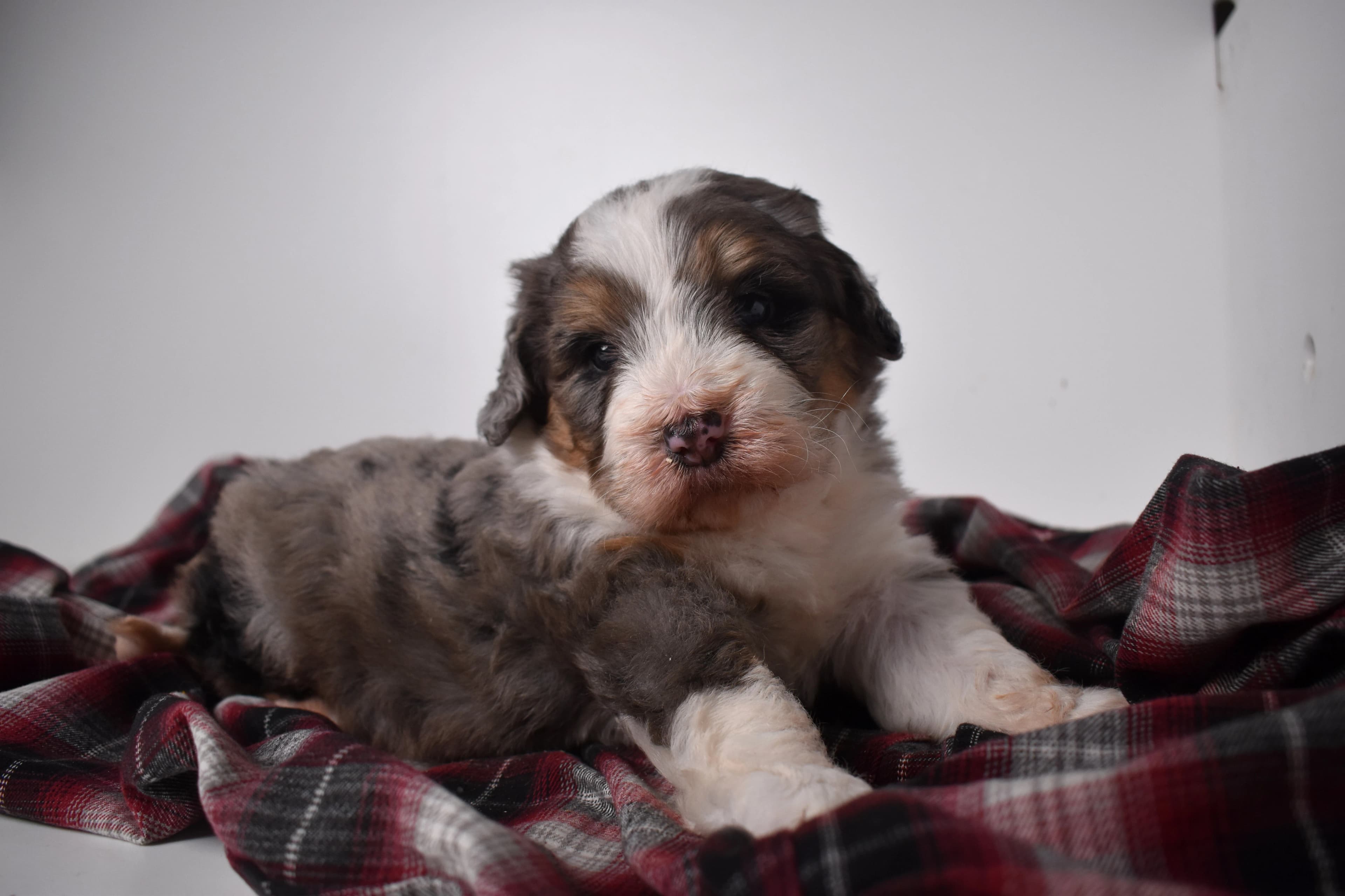 Oscar, Mini Bernedoodle puppy — photo 6
