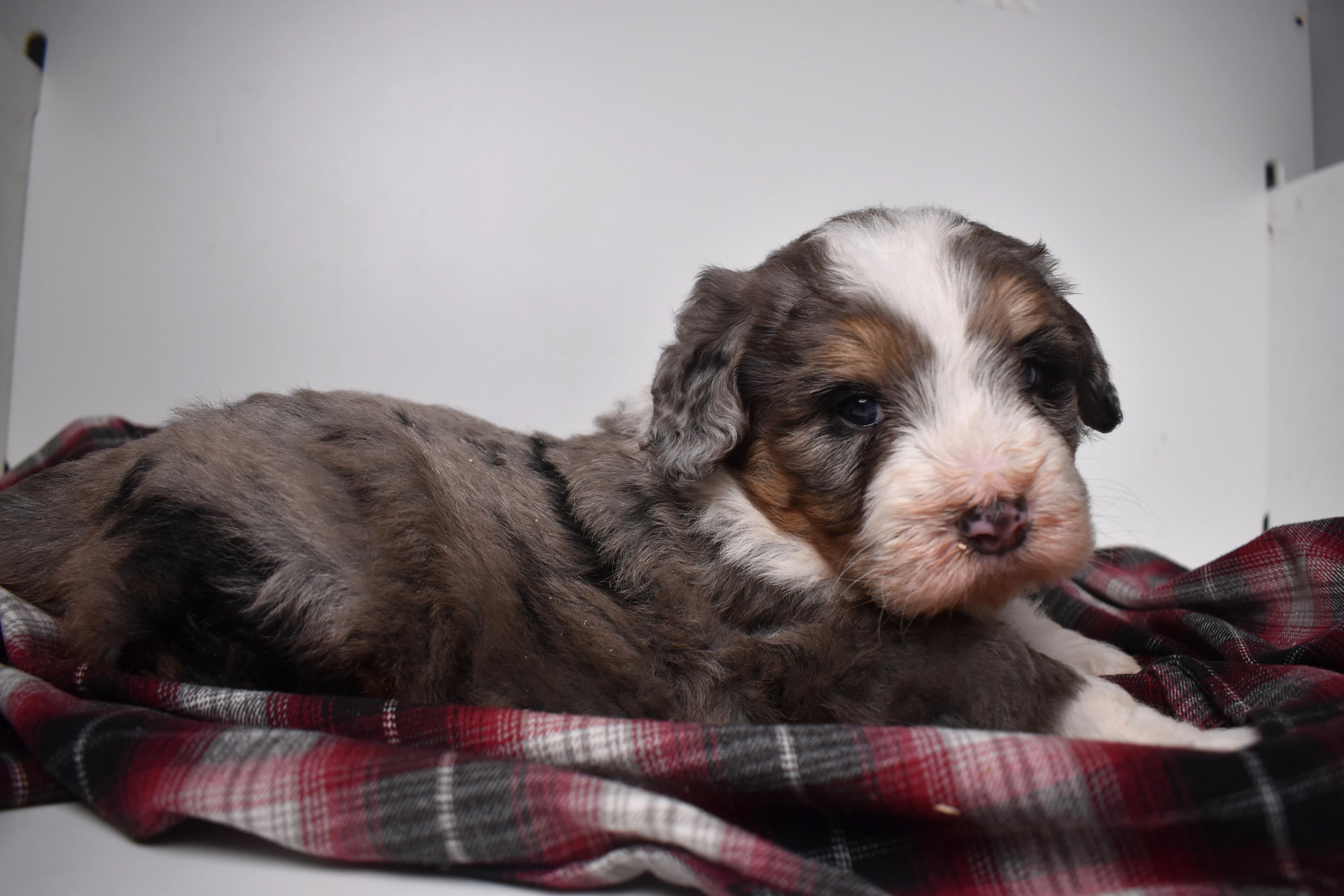 Oscar, Mini Bernedoodle puppy — photo 5