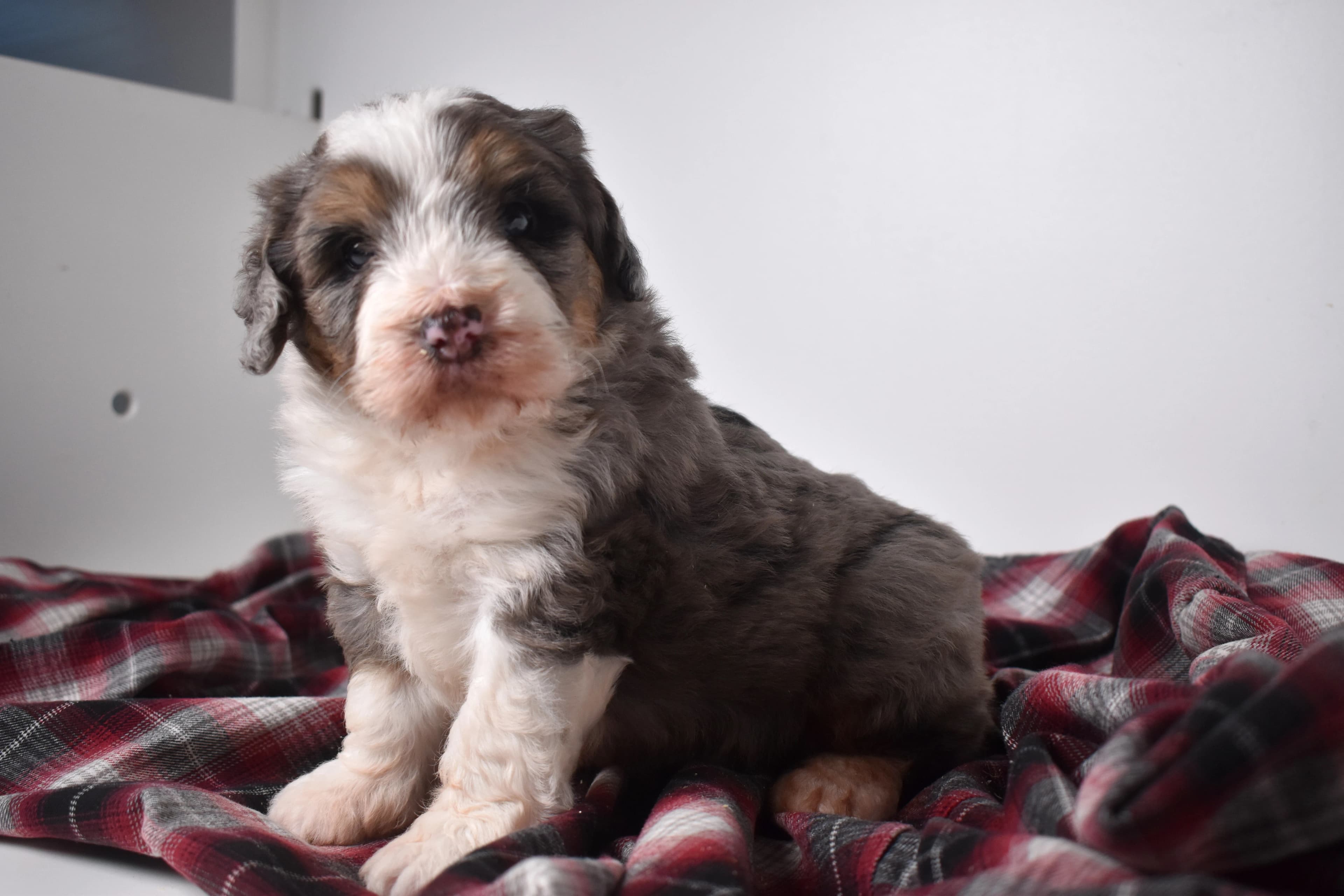Oscar, Mini Bernedoodle puppy — photo 7