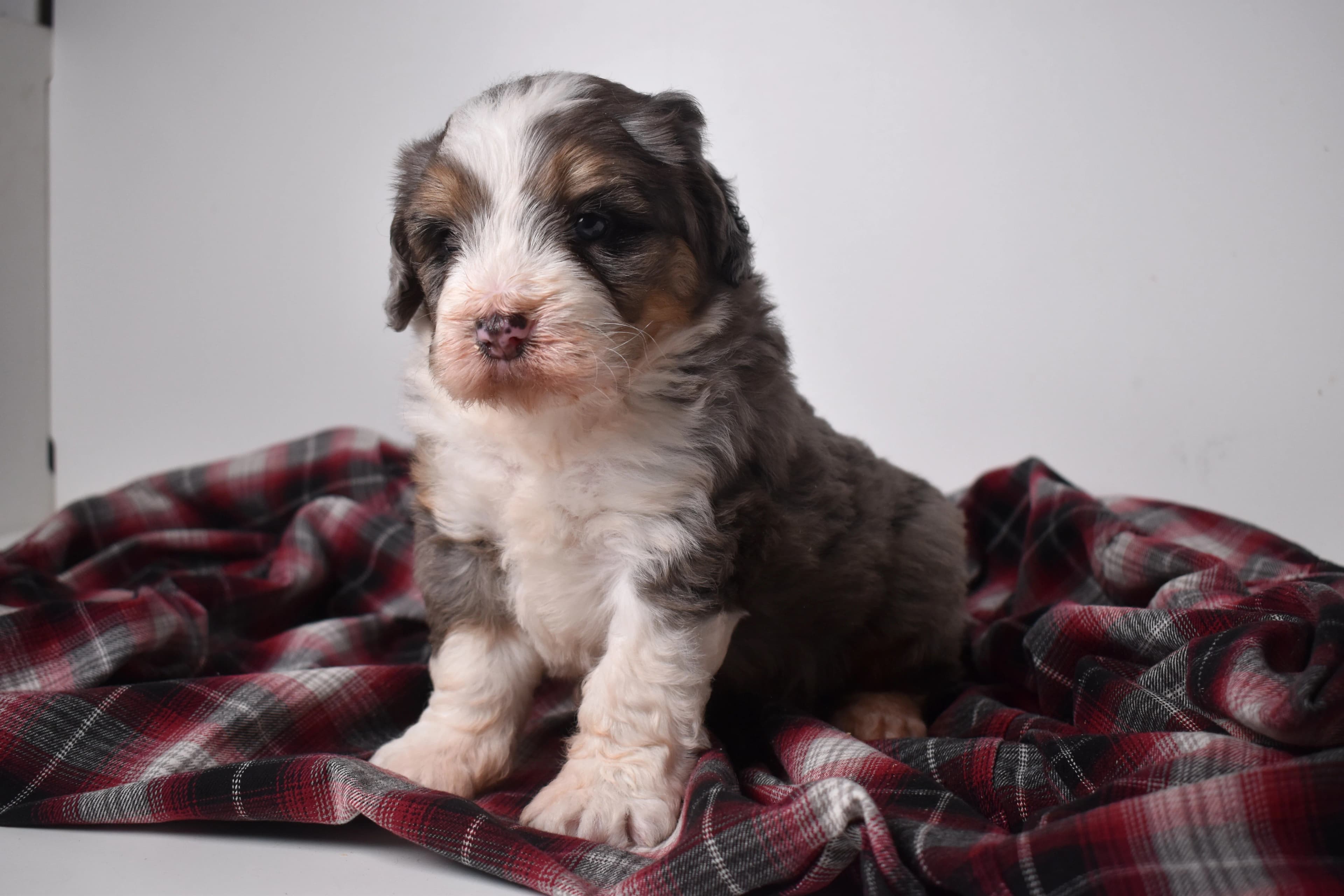 Oscar, Mini Bernedoodle puppy — photo 8