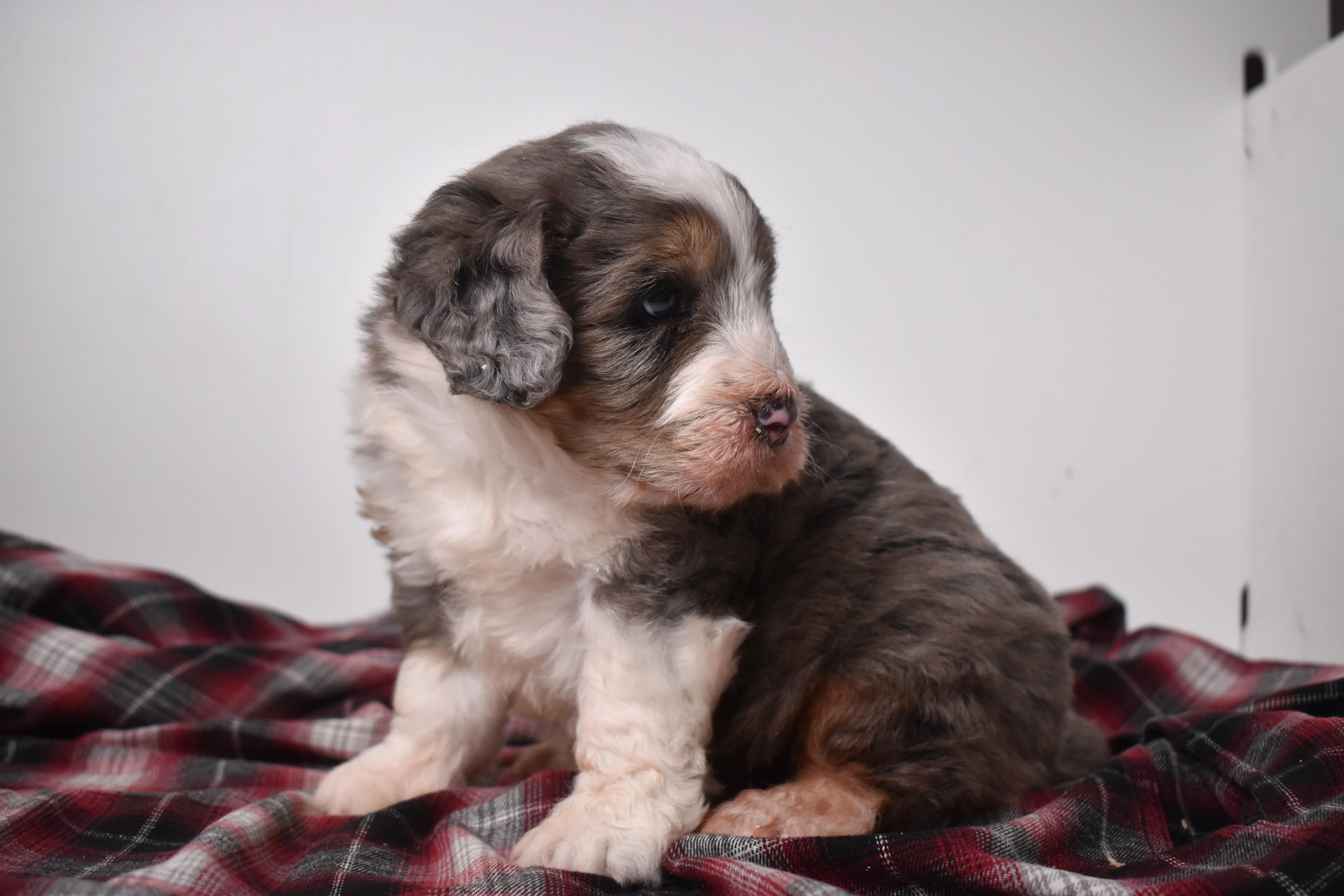 Oscar, Mini Bernedoodle puppy — photo 9