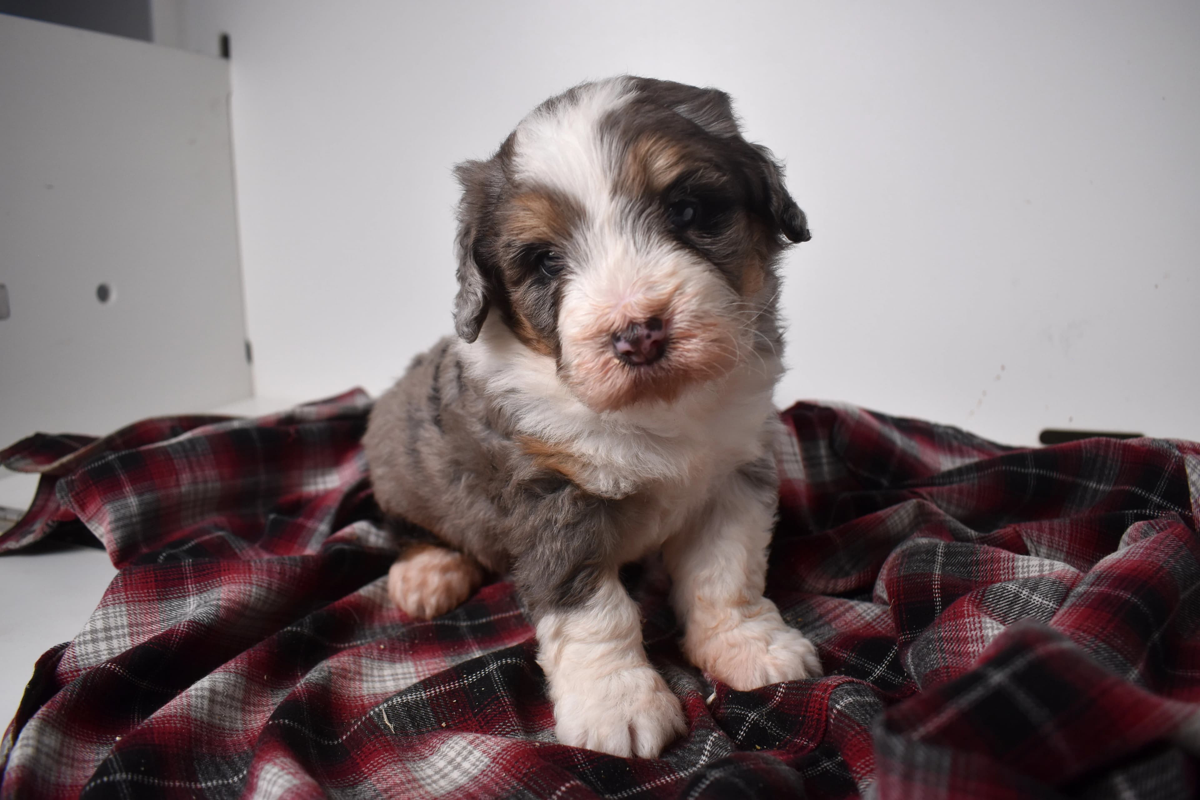 Oscar, Mini Bernedoodle puppy — photo 10