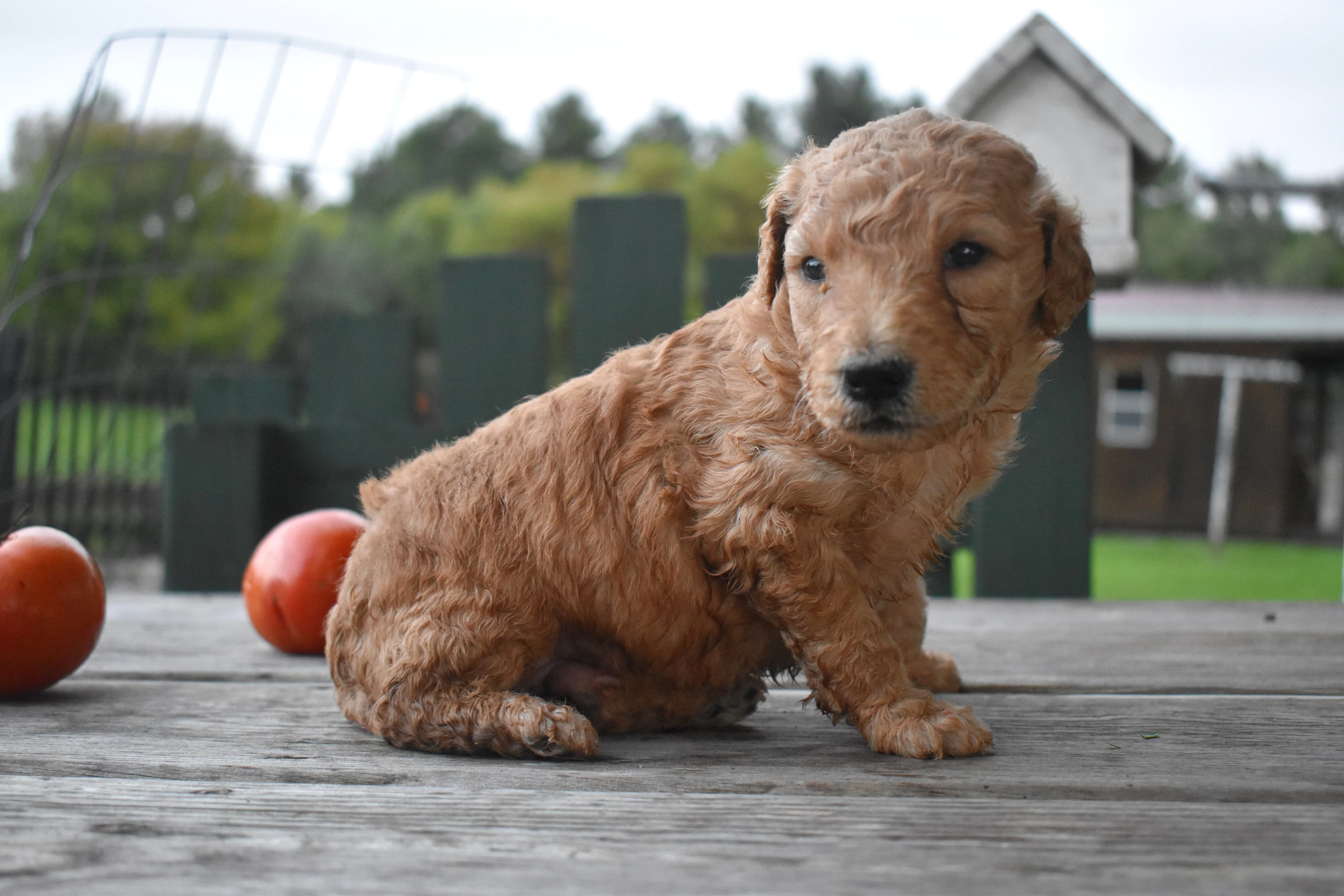 Goldendoodle puppy