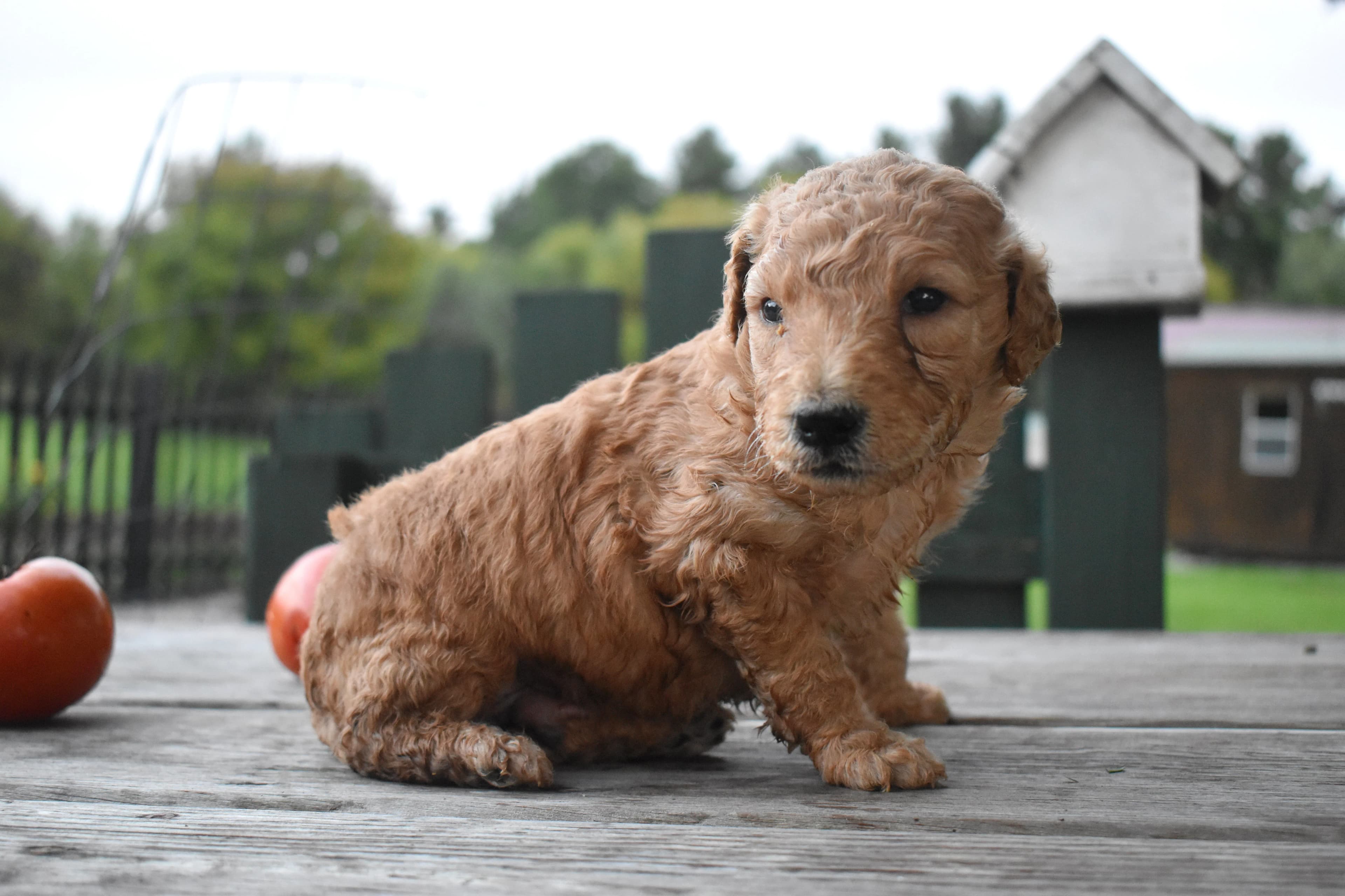 Penn, Goldendoodle puppy — photo 2