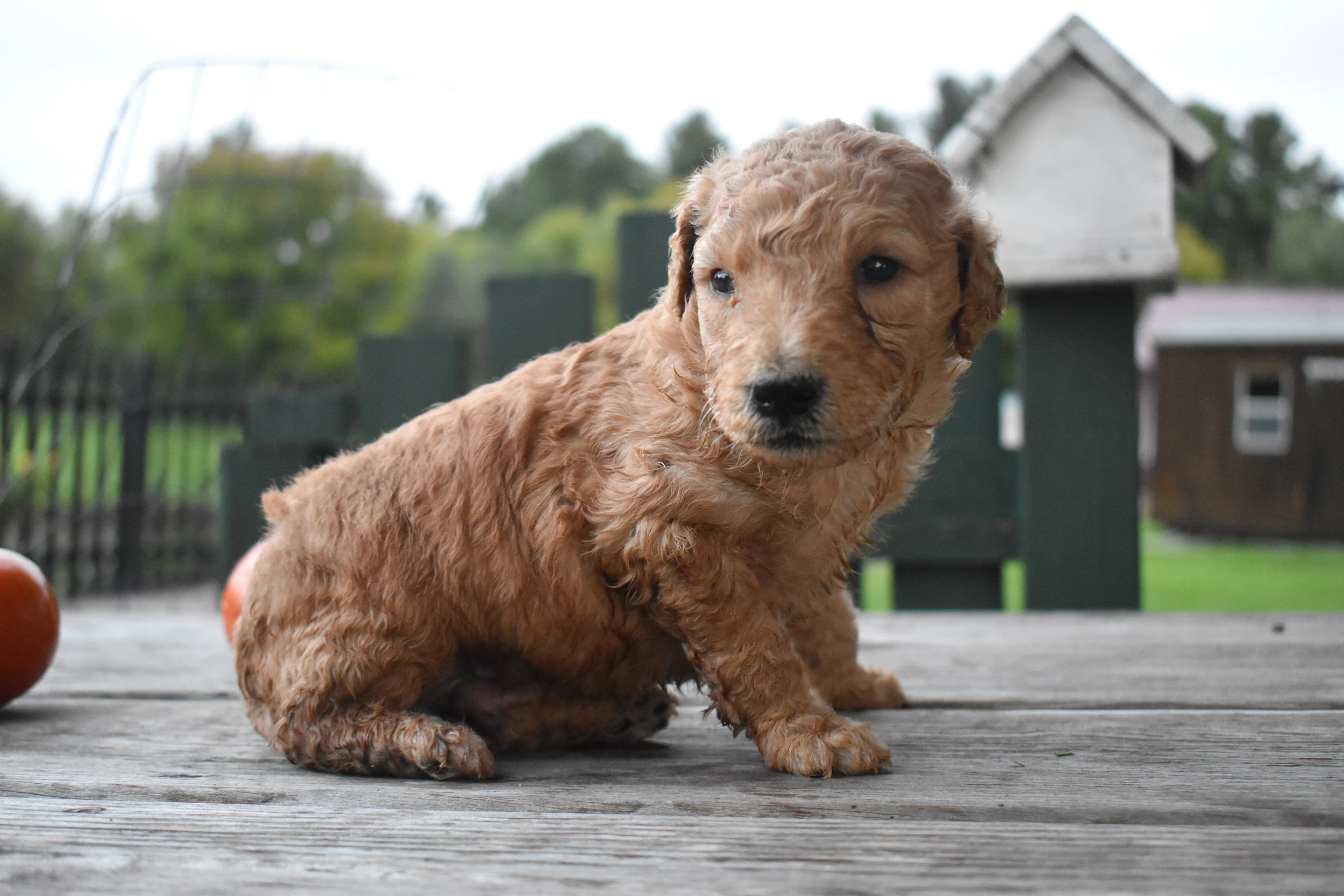 Penn, Goldendoodle puppy — photo 3