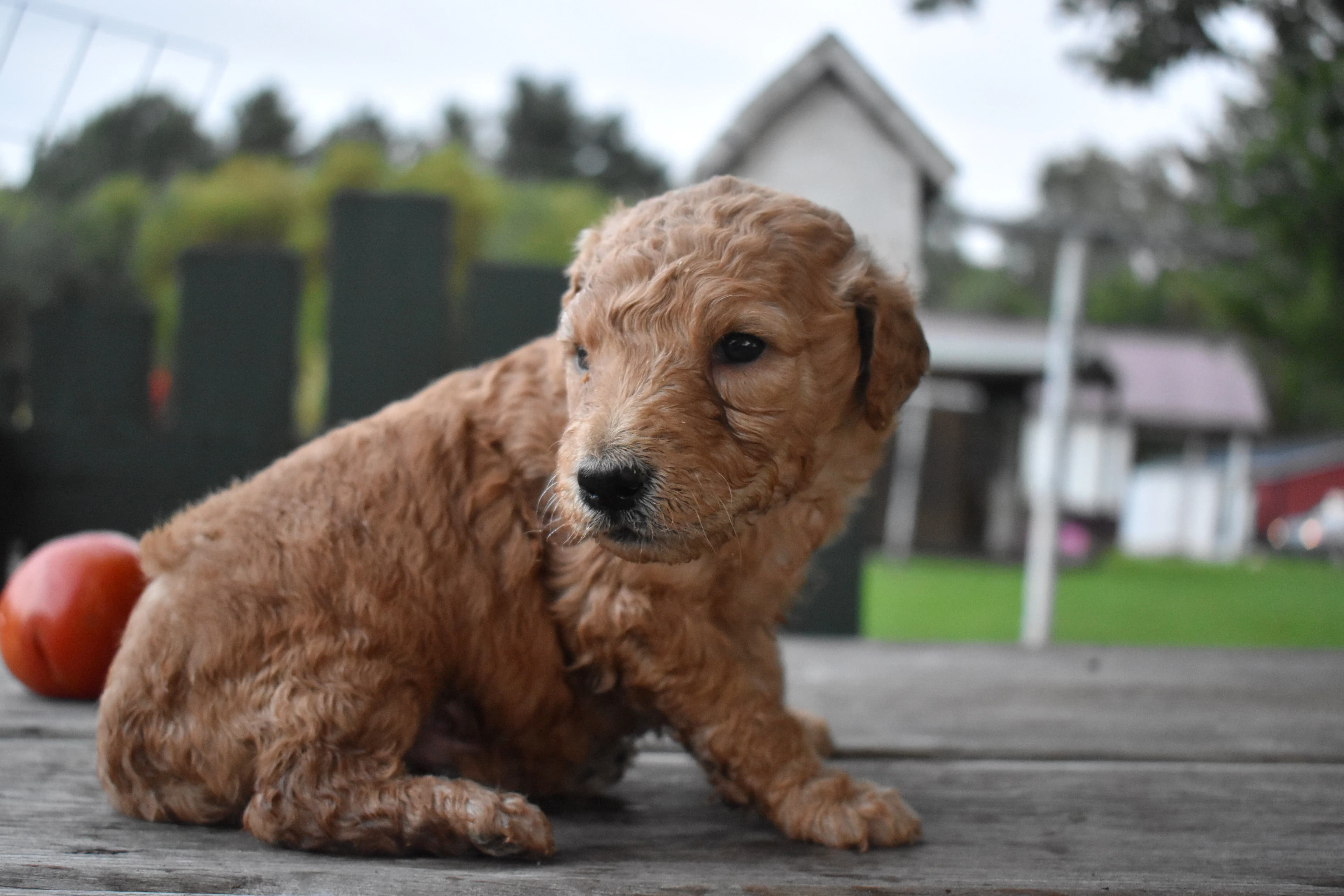 Penn, Goldendoodle puppy — photo 4