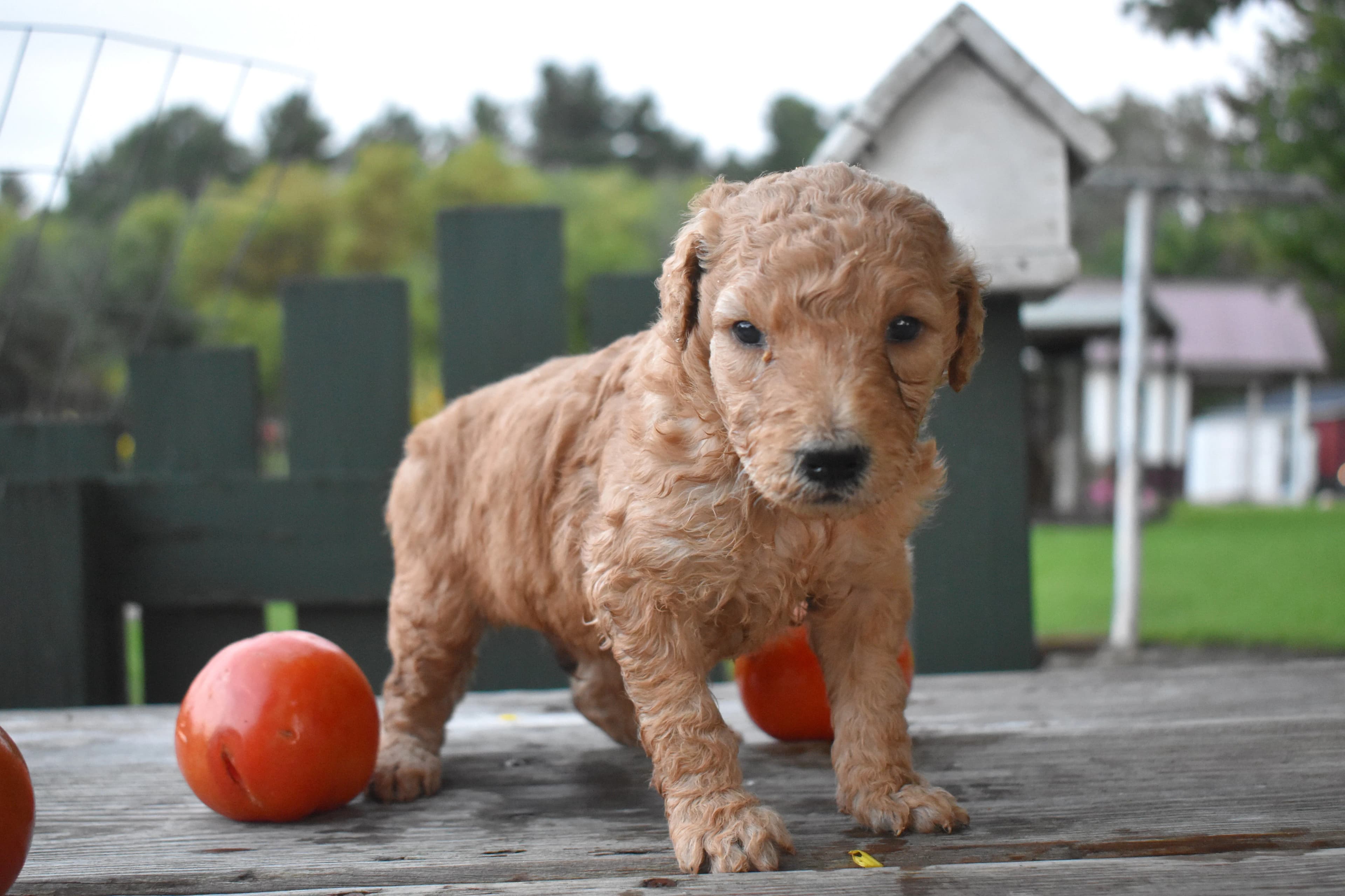 Penn, Goldendoodle puppy — photo 5