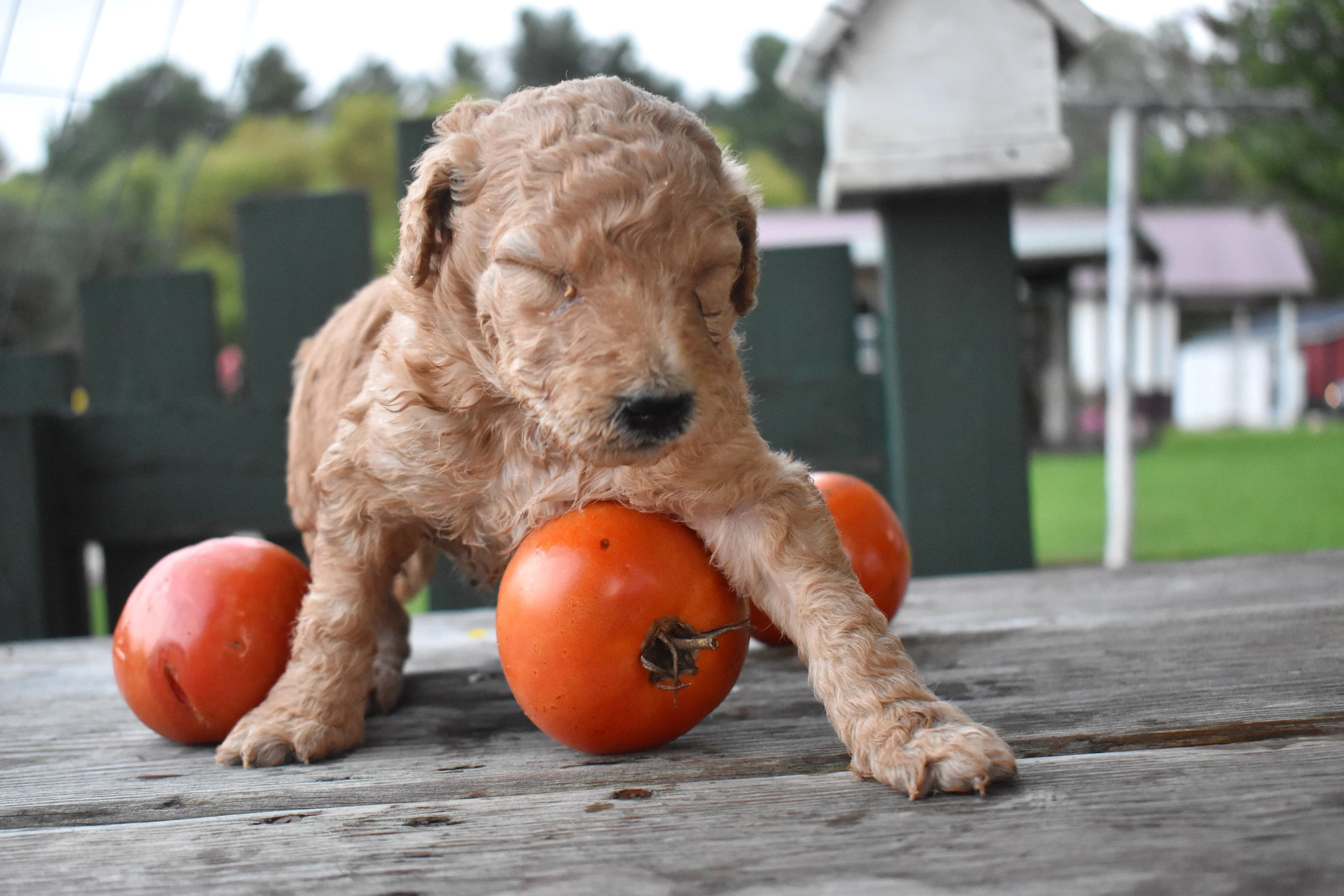 Penn, Goldendoodle puppy — photo 6