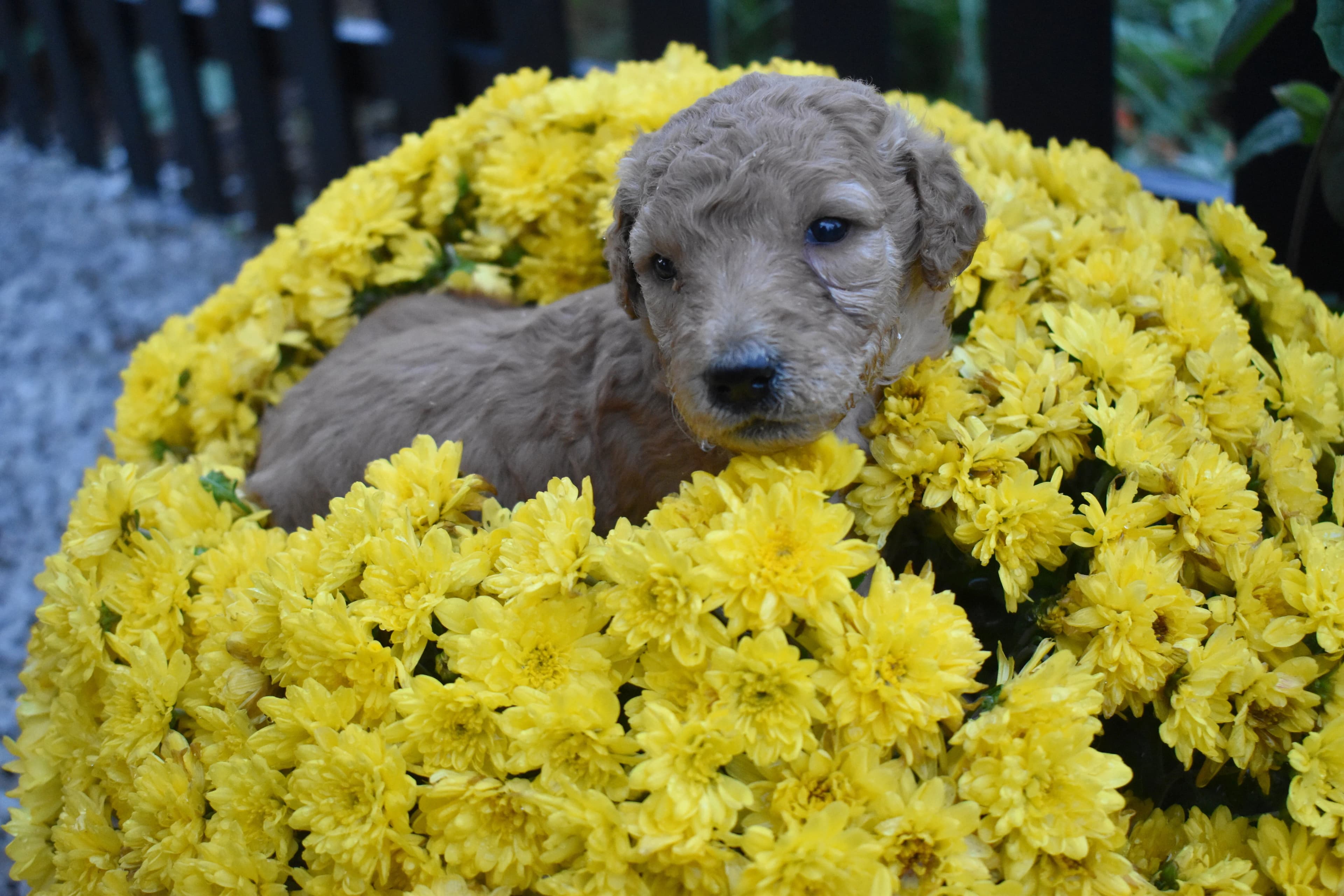 Penn, Goldendoodle puppy — photo 7