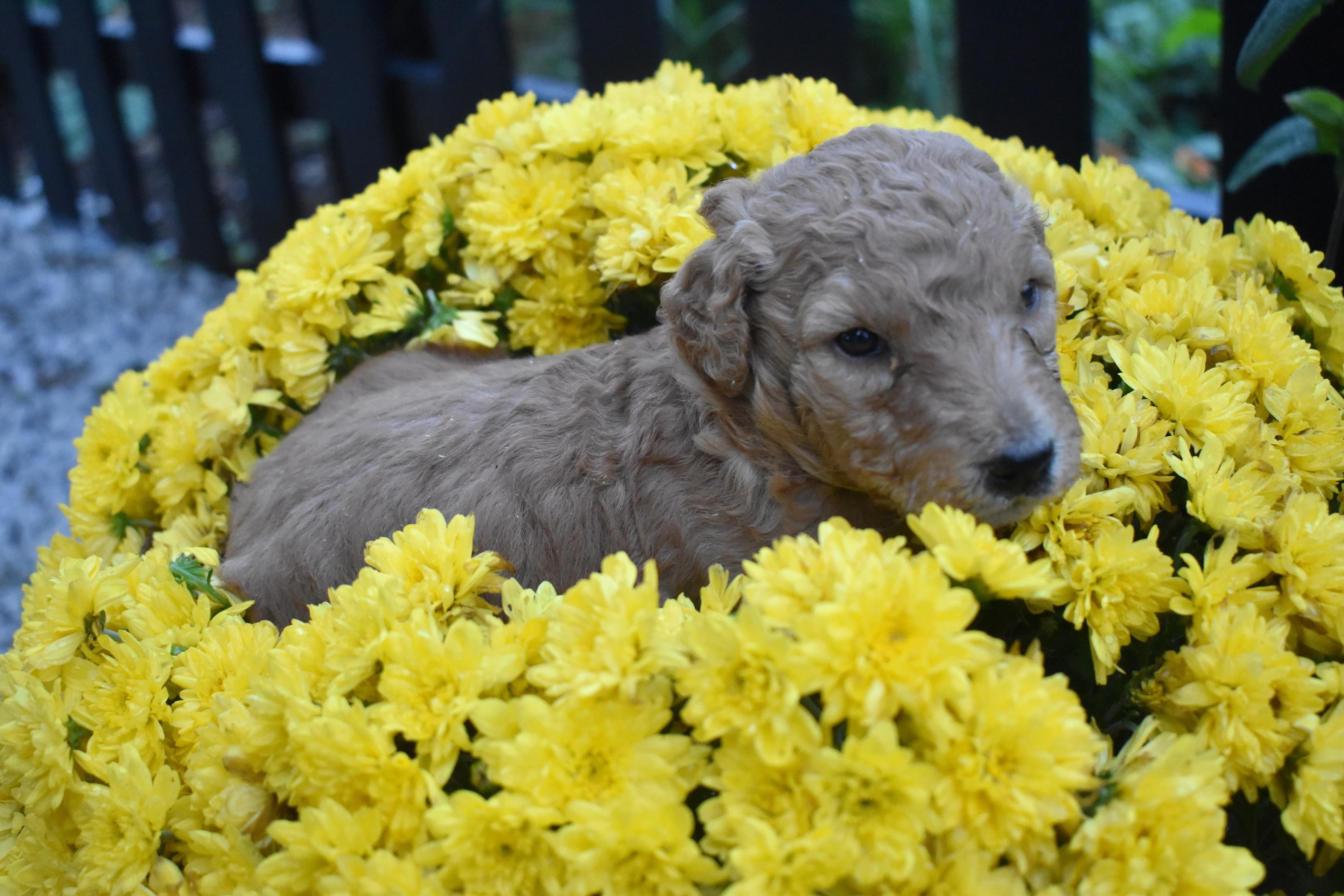 Penn, Goldendoodle puppy — photo 8