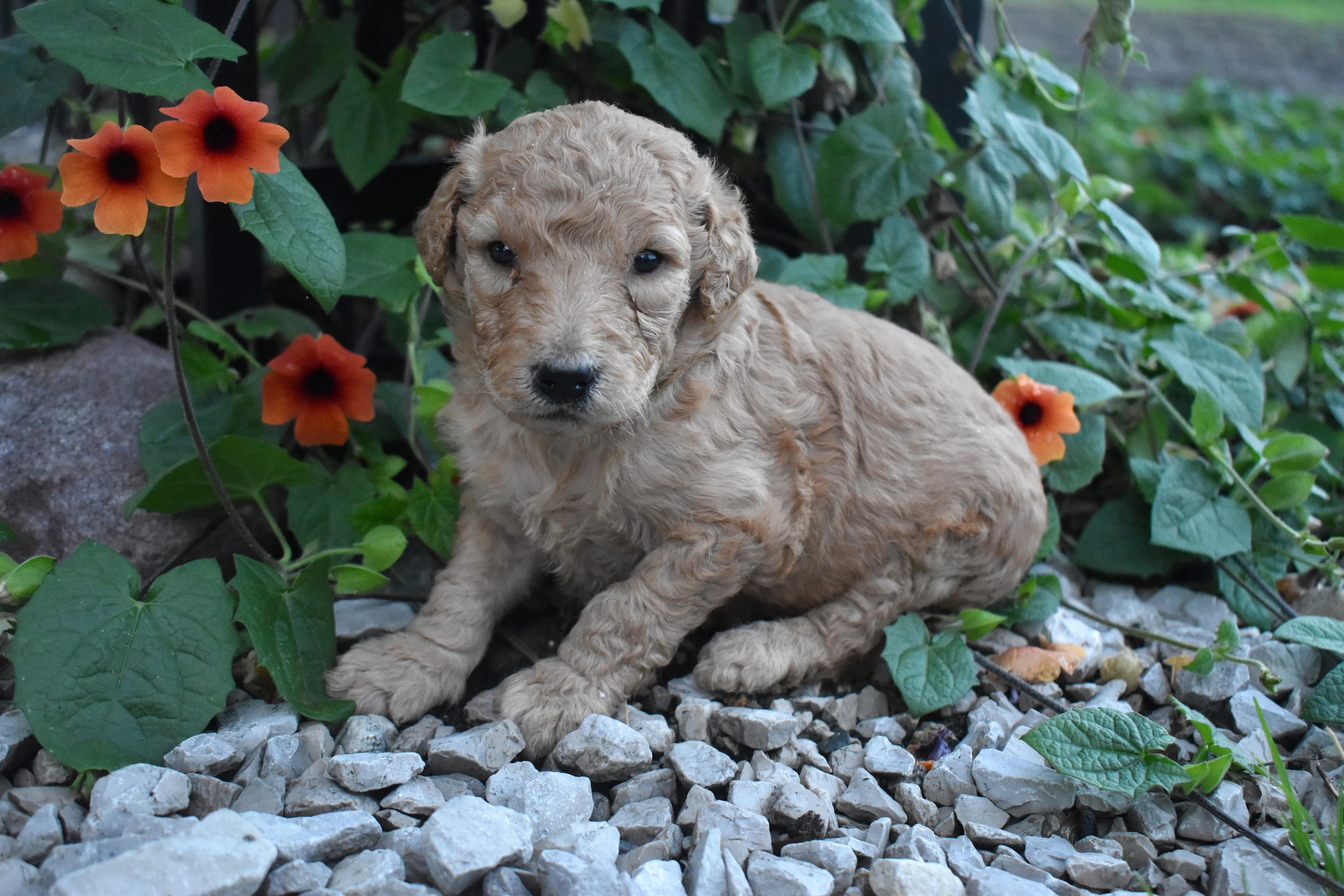 Penn, Goldendoodle puppy — photo 9