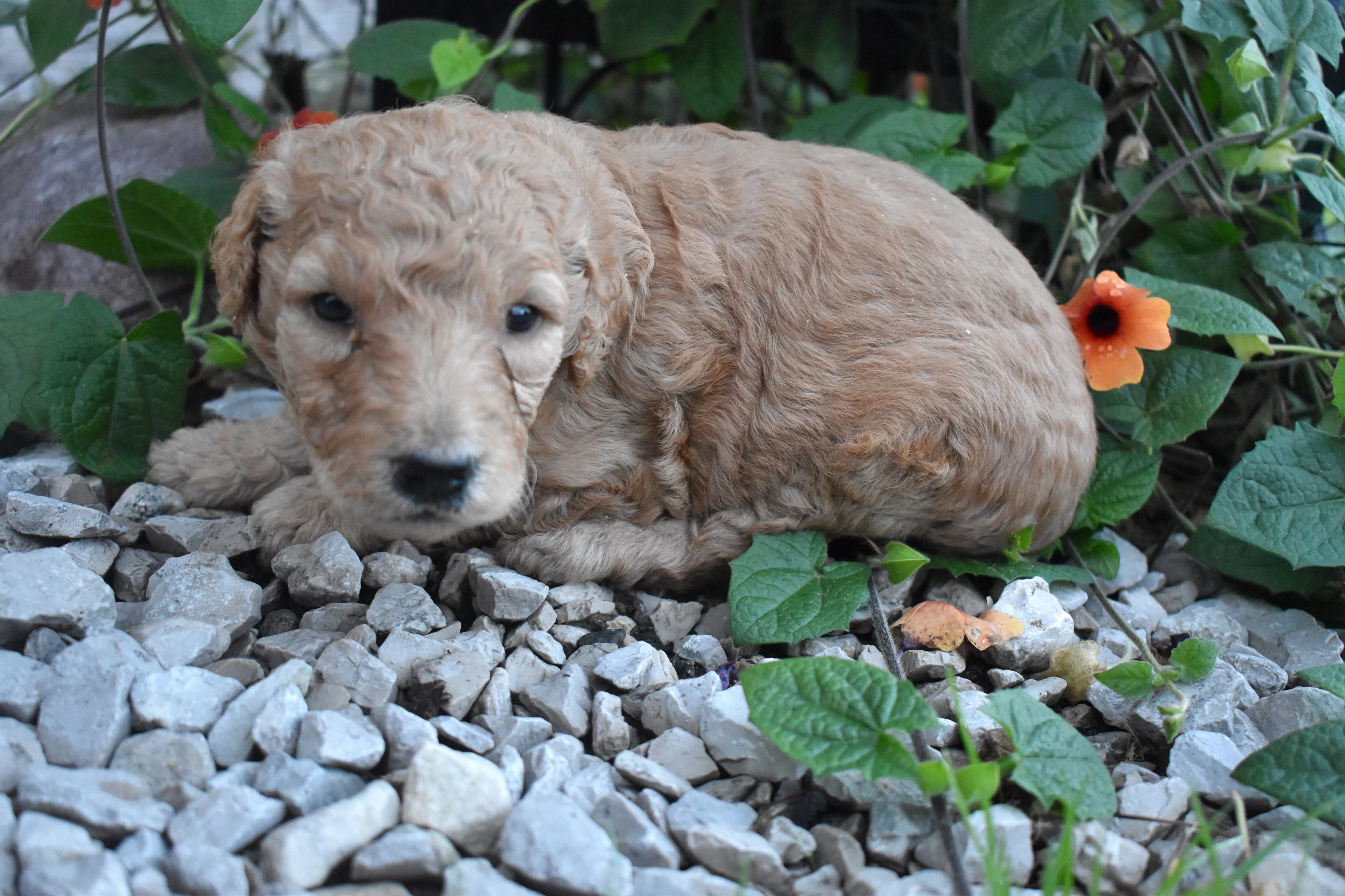 Penn, Goldendoodle puppy — photo 10