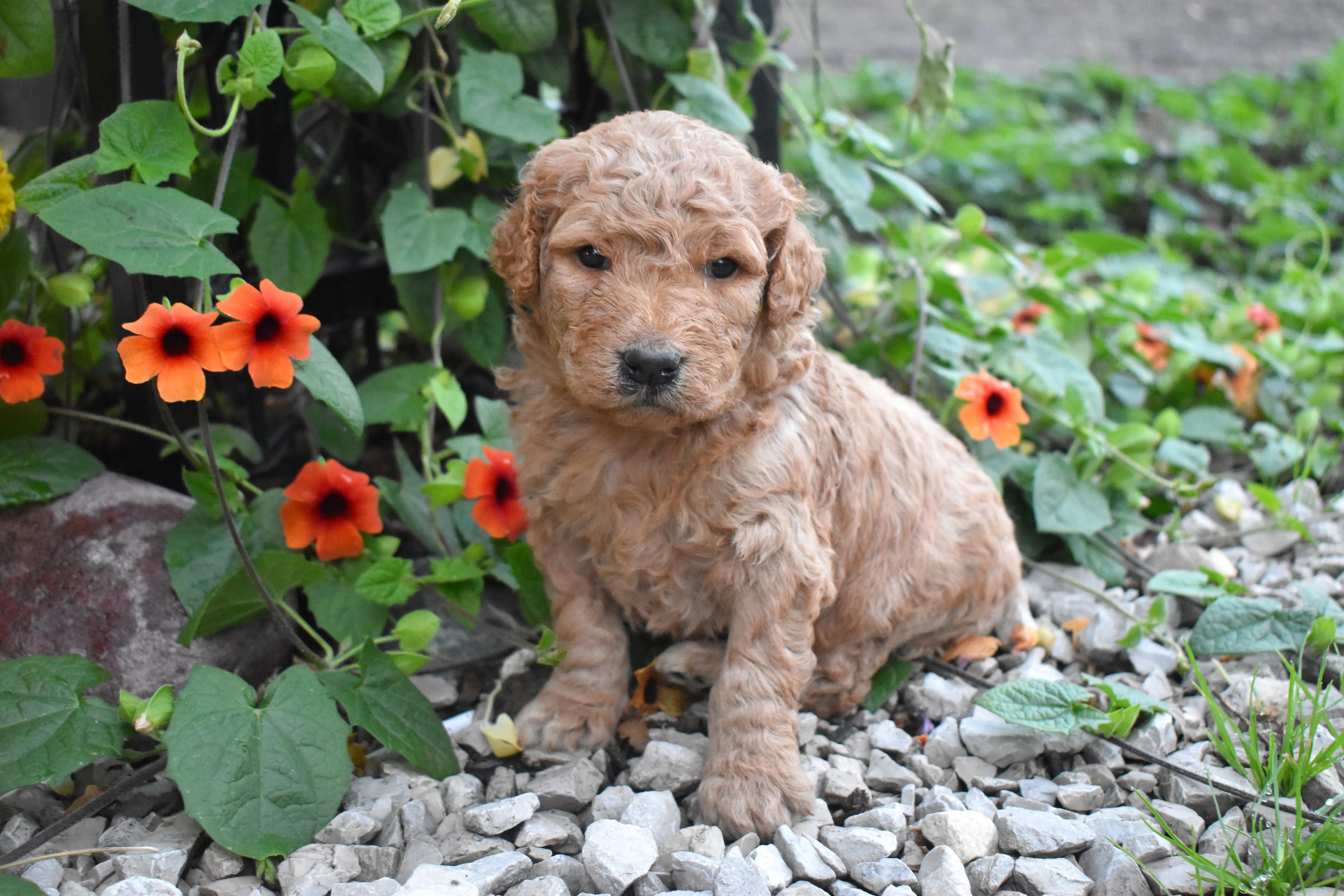 Goldendoodle puppy