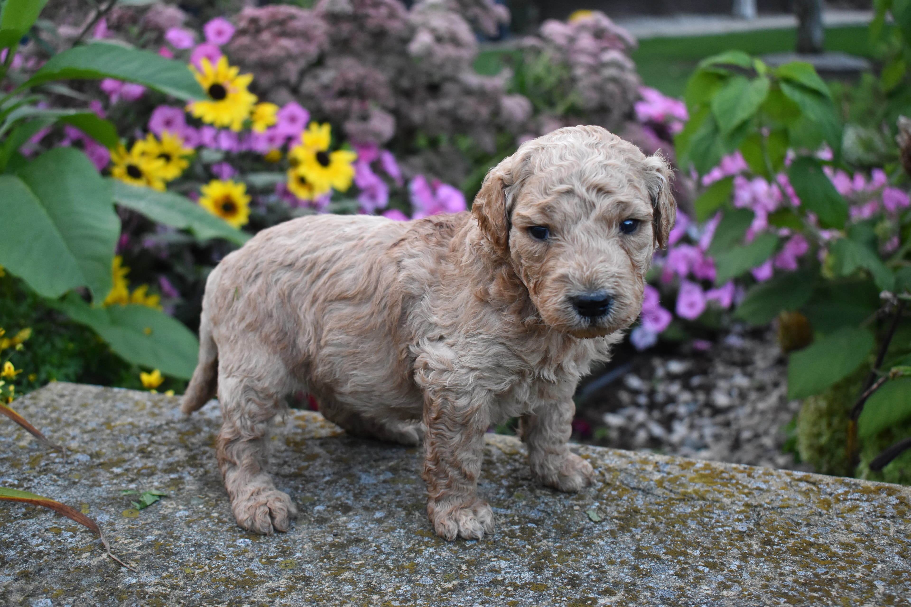 Goldendoodle puppy
