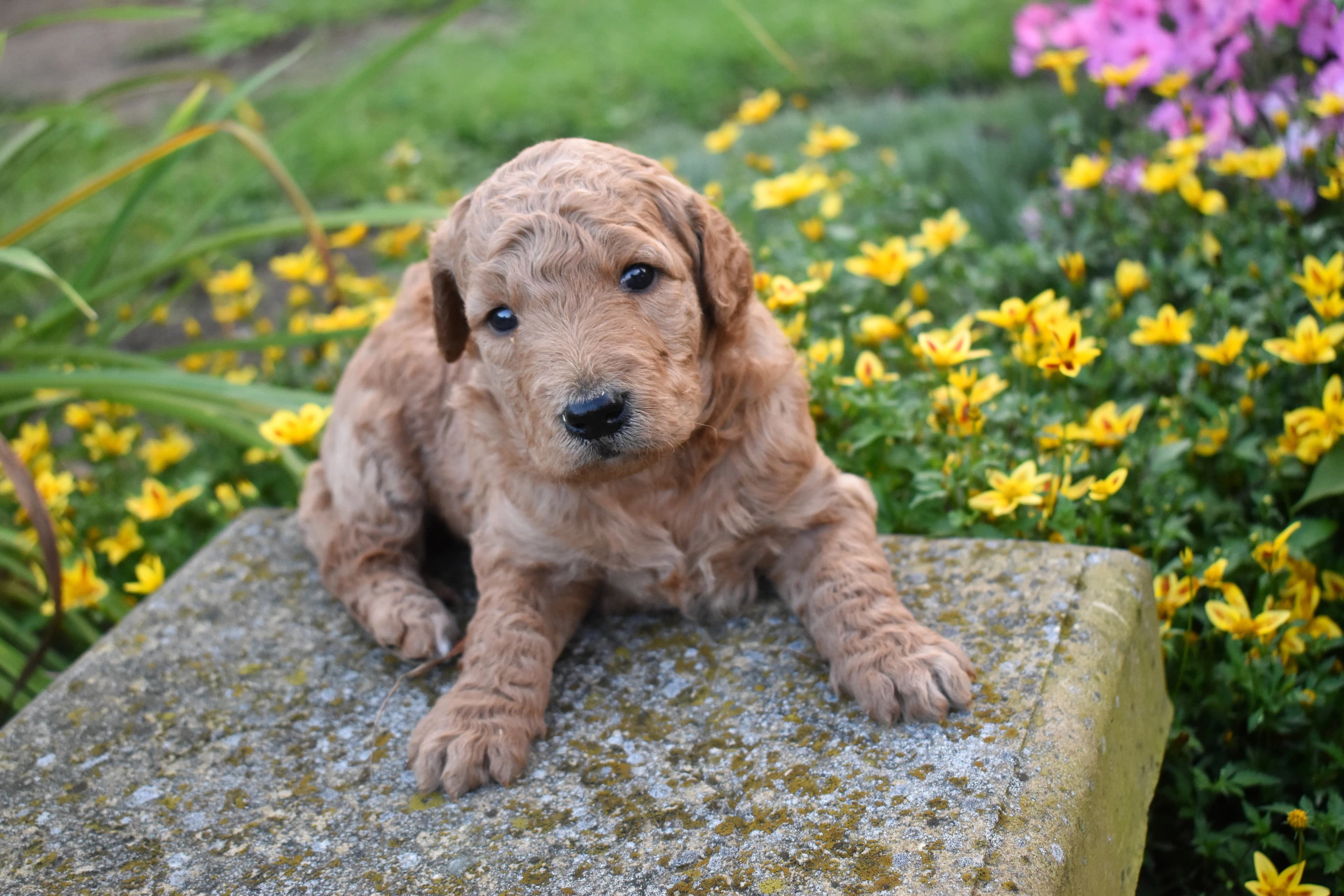 Porter, Goldendoodle puppy — photo 2