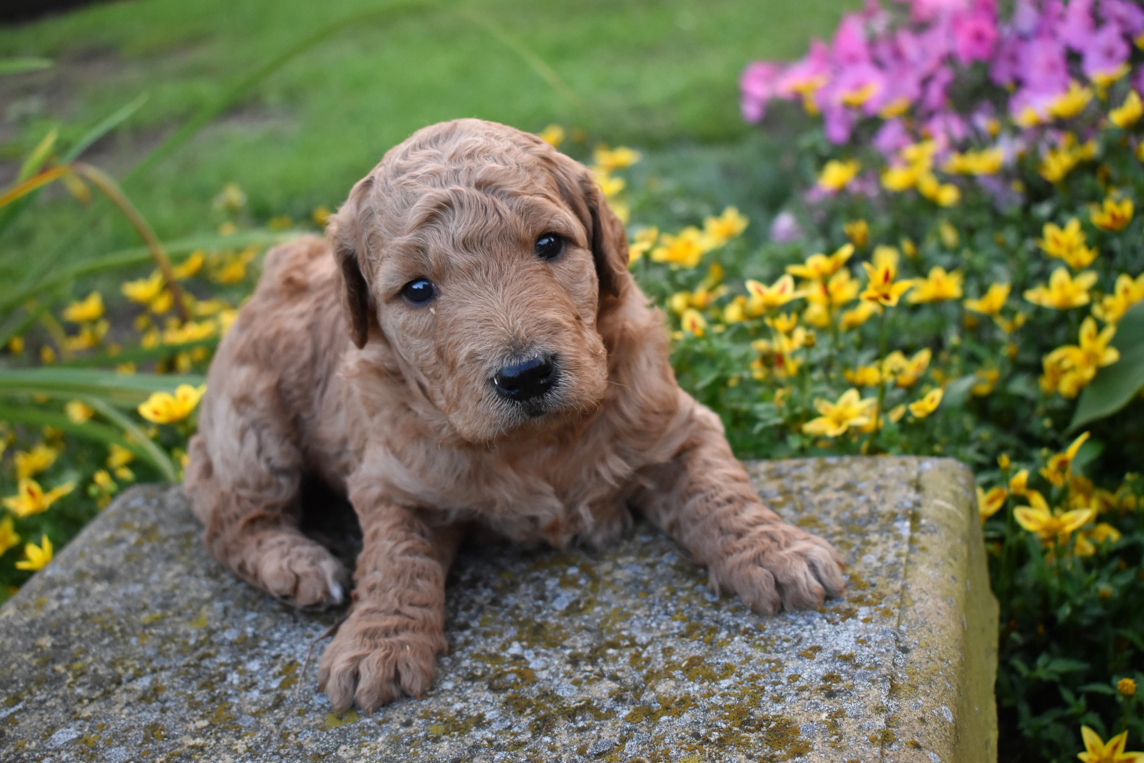 Porter, Goldendoodle puppy — photo 3