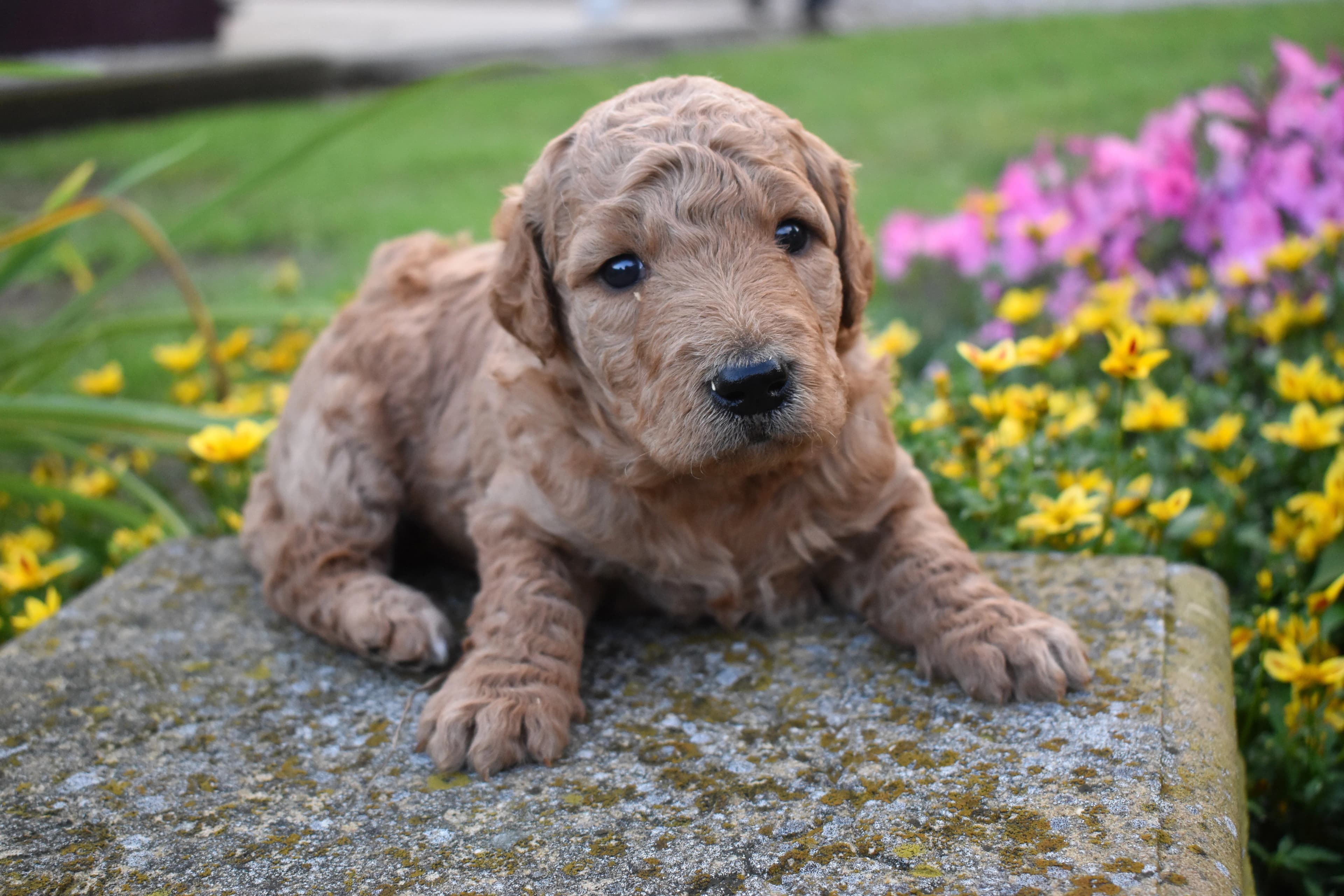 Porter, Goldendoodle puppy — photo 4