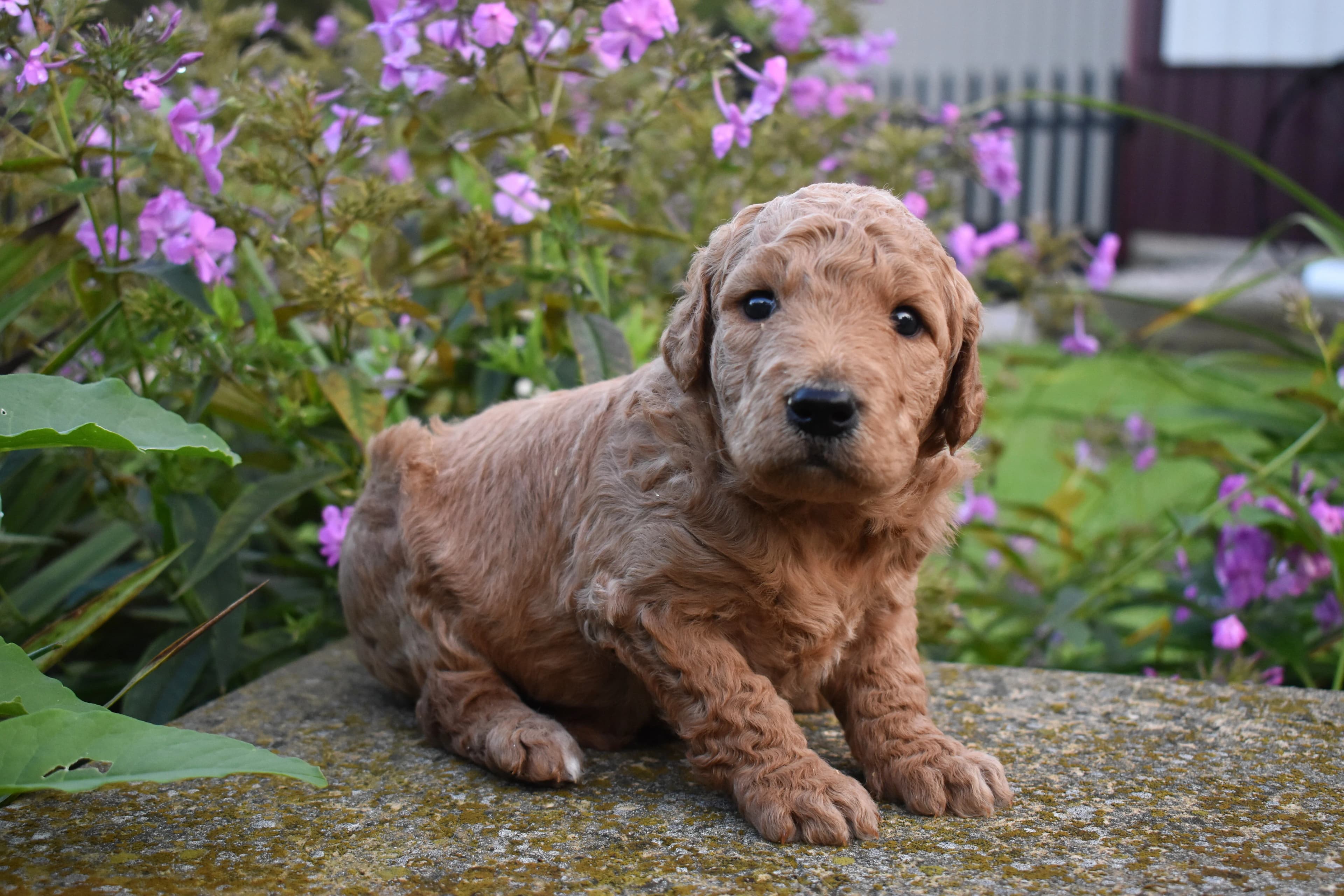 Porter, Goldendoodle puppy — photo 5