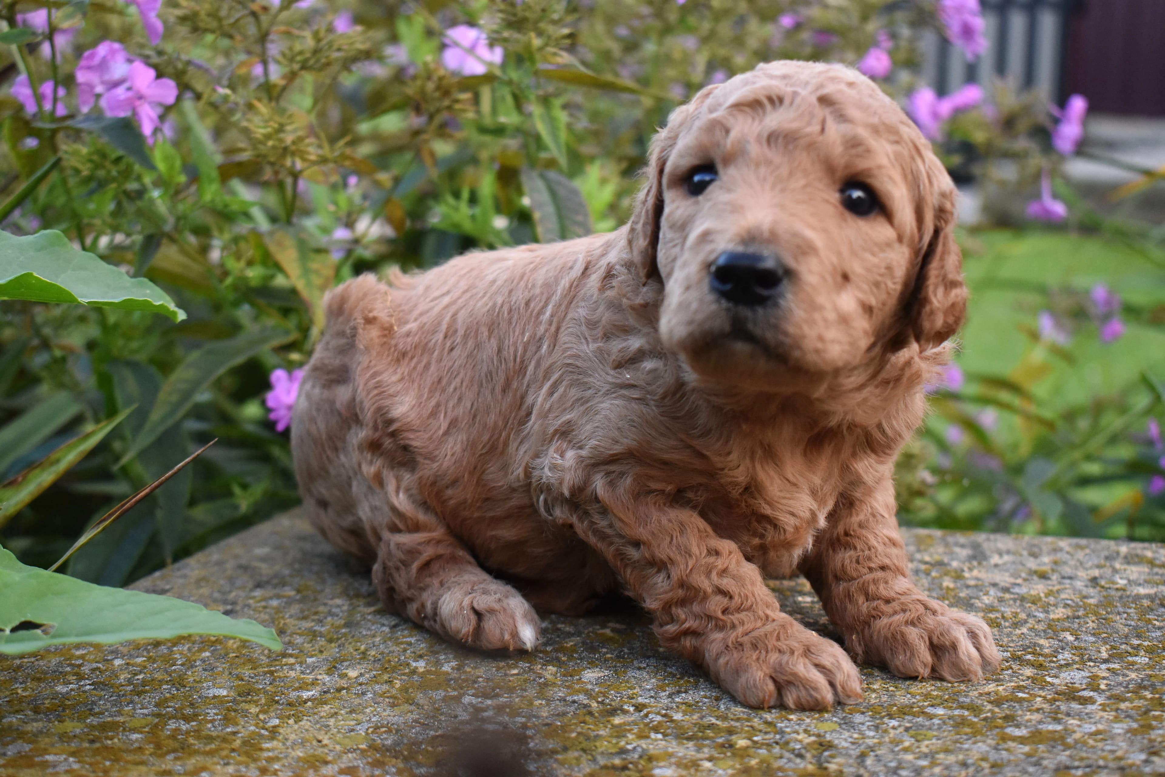 Porter, Goldendoodle puppy — photo 6