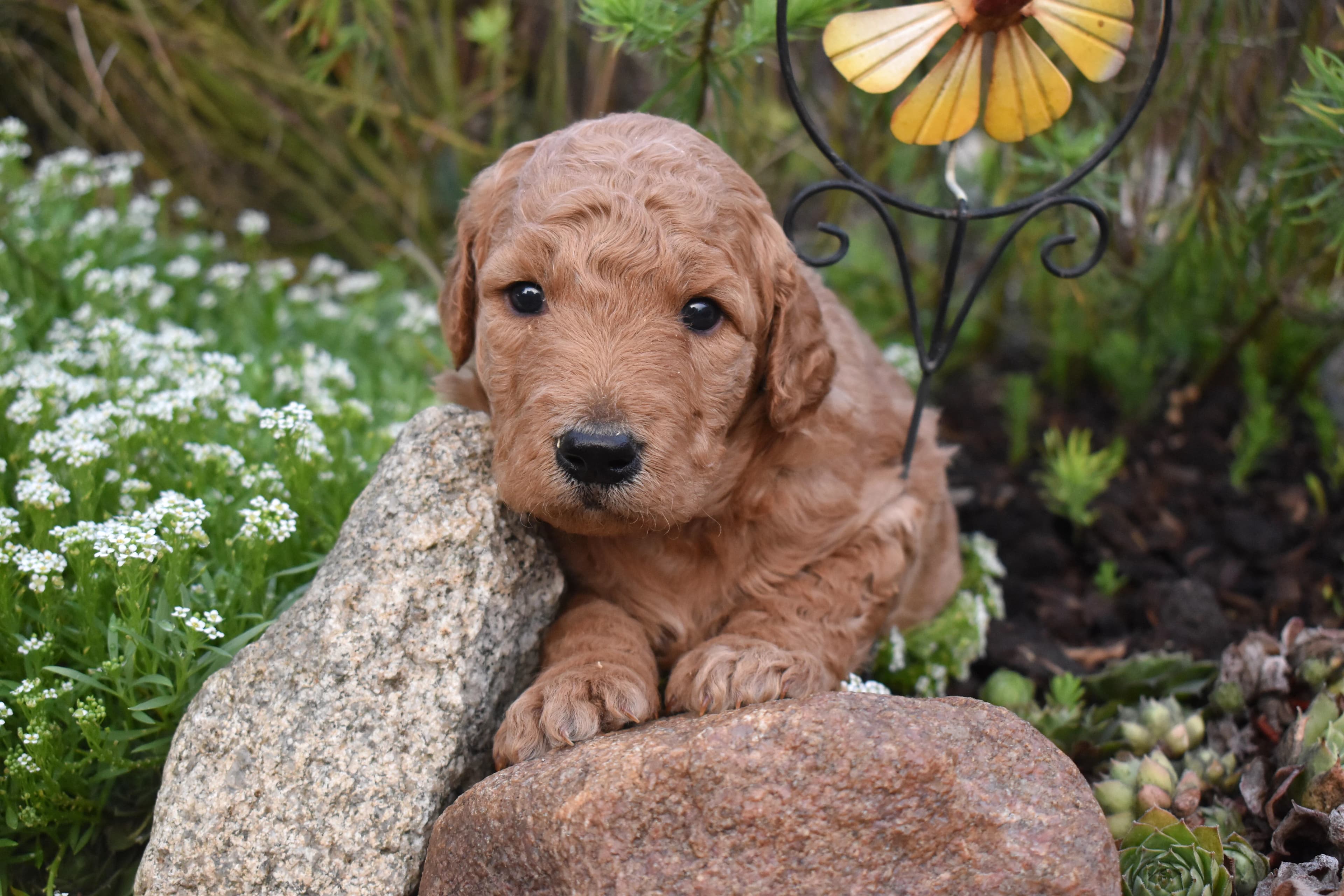 Porter, Goldendoodle puppy — photo 7