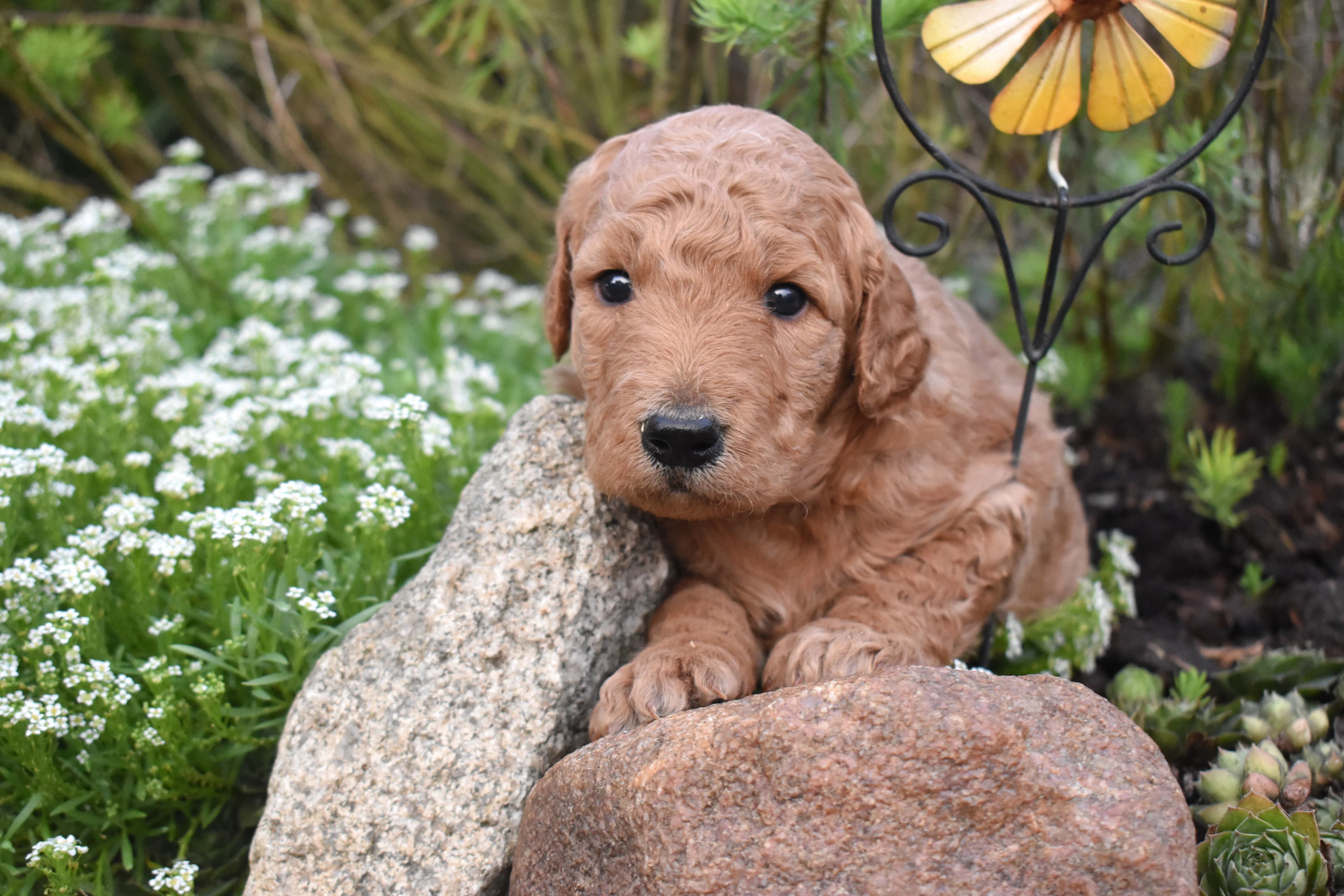 Porter, Goldendoodle puppy — photo 8