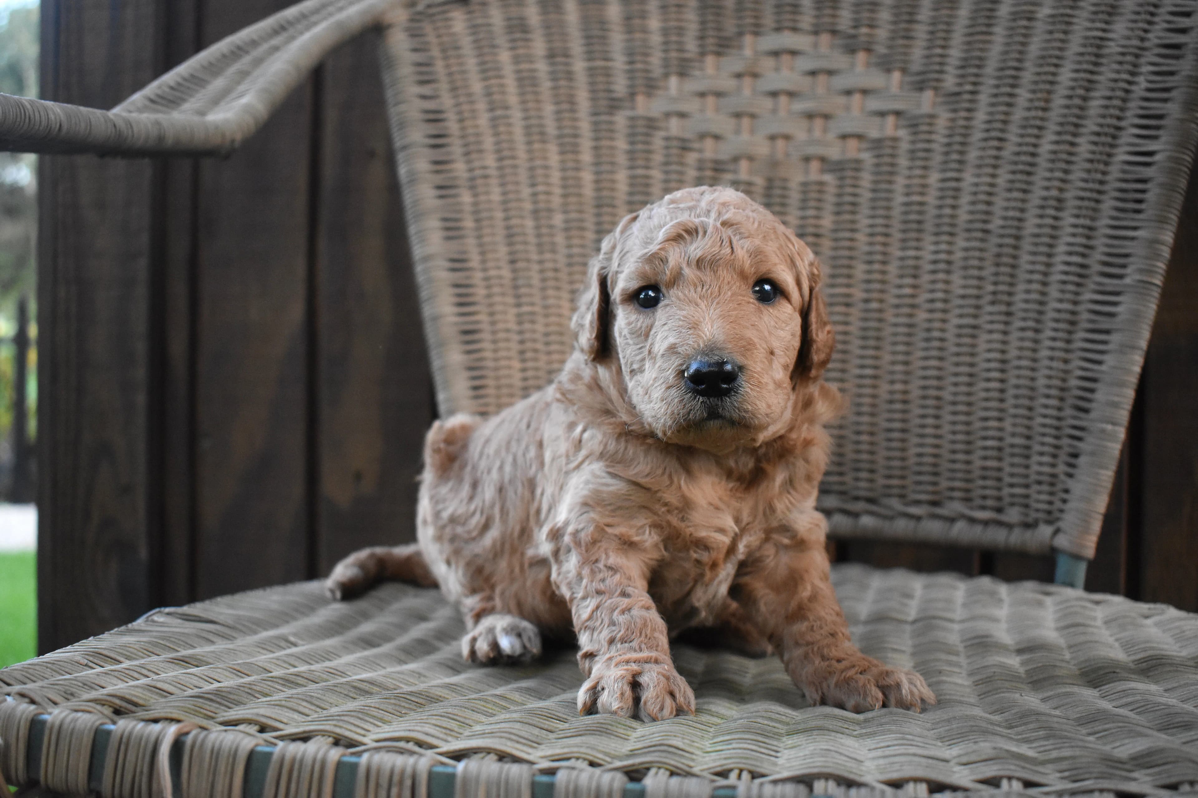 Porter, Goldendoodle puppy — photo 9