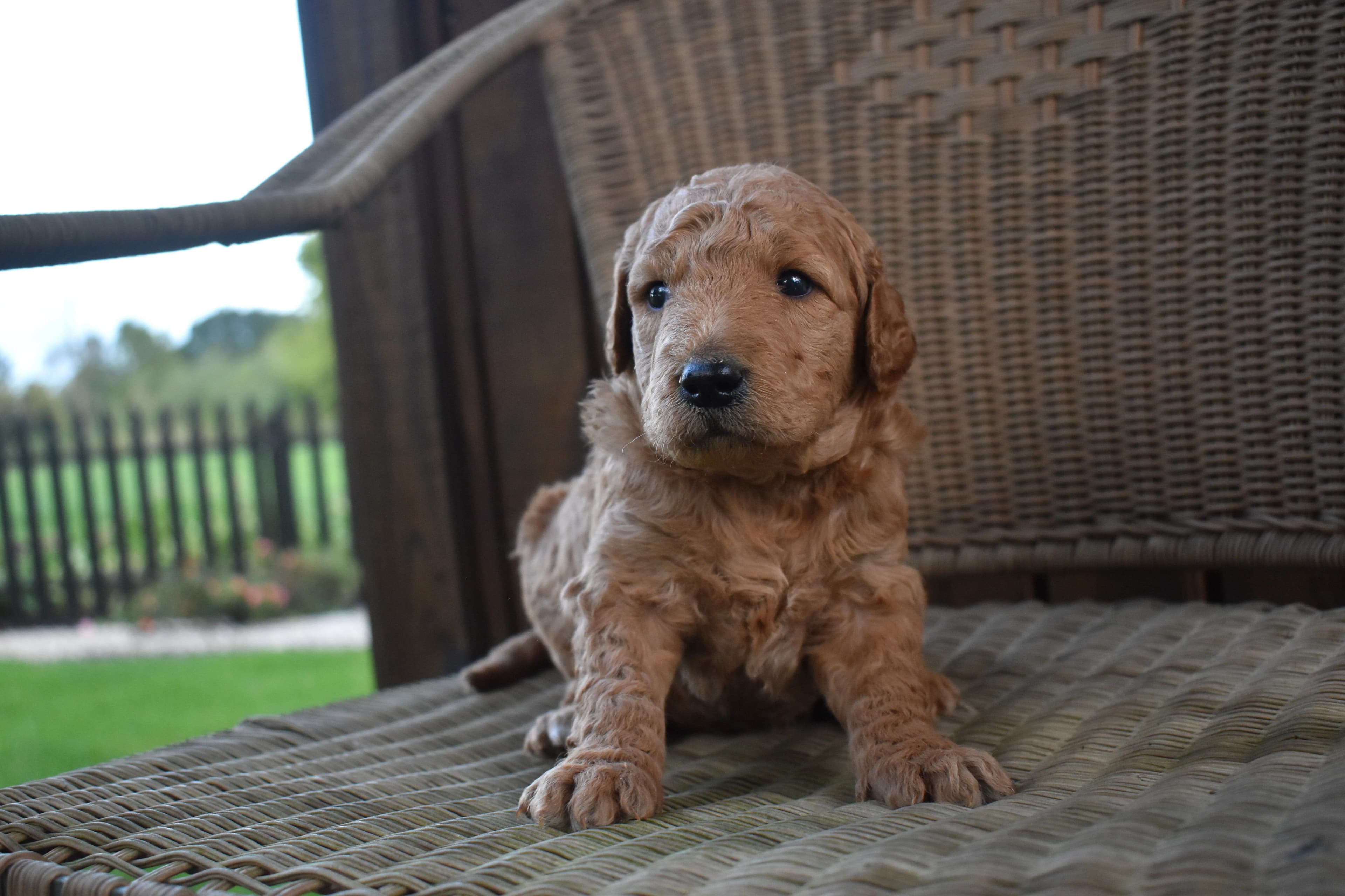 Porter, Goldendoodle puppy — photo 10